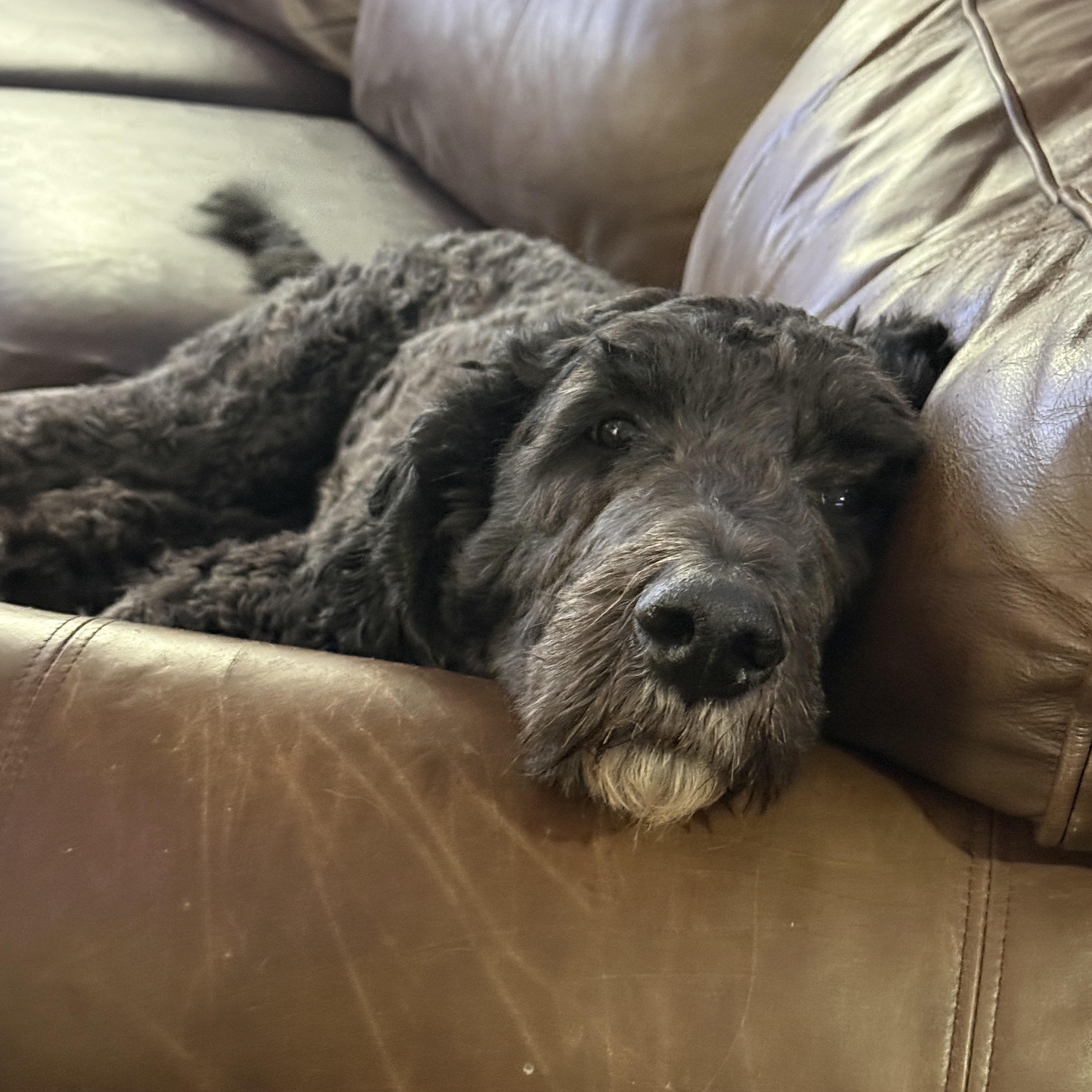 Enlarge Curly, an adopted mixed breed in Yadkinville, NC image 2/6