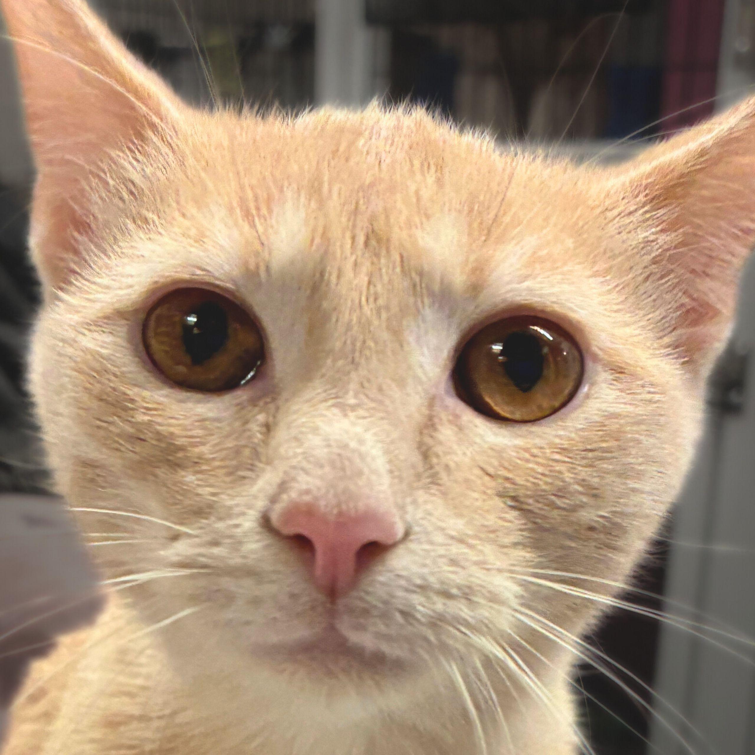 Enlarge Custard, a Adopted mixed breed in Santa Fe, NM image 1/3