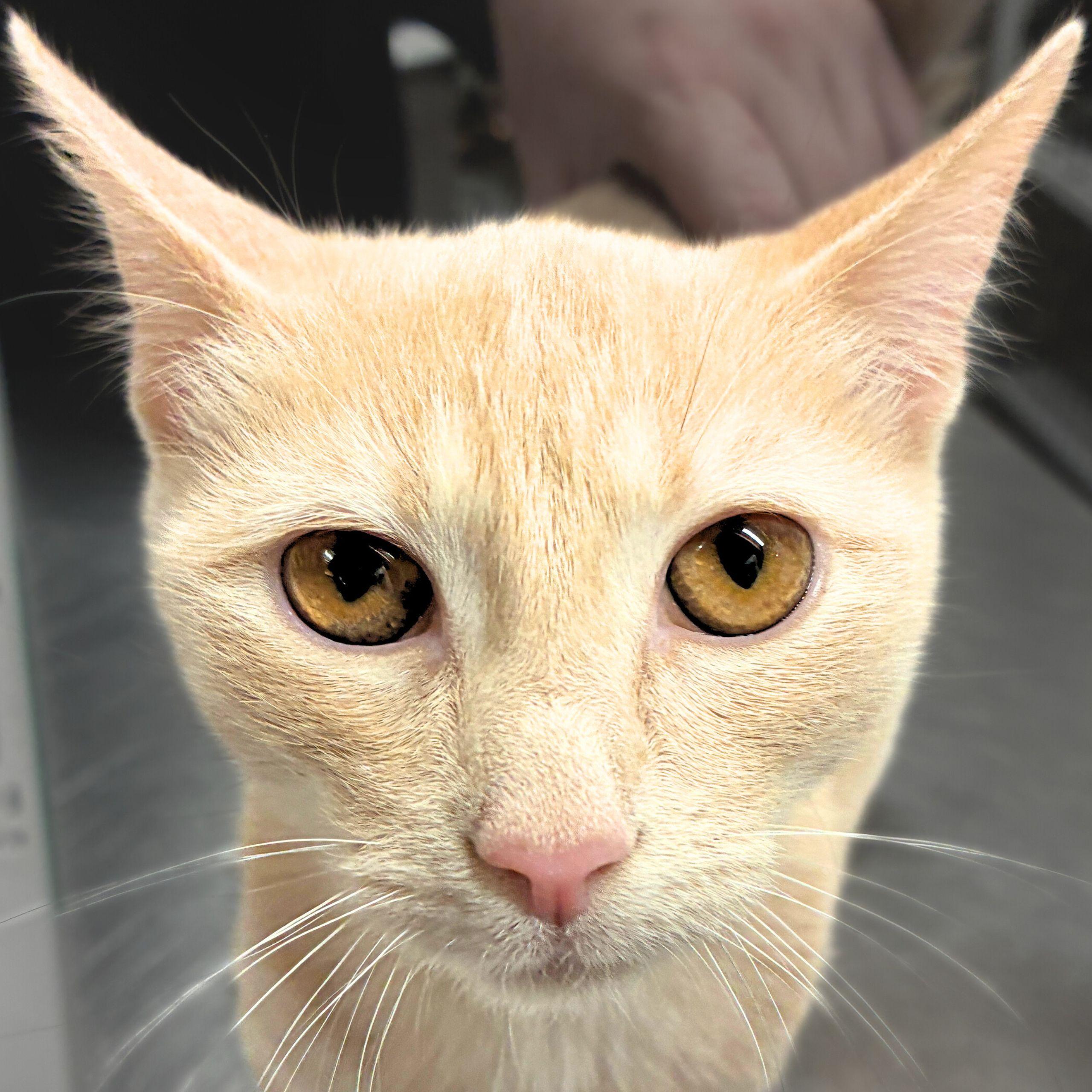 Enlarge Custard, a Adopted mixed breed in Santa Fe, NM image 2/3