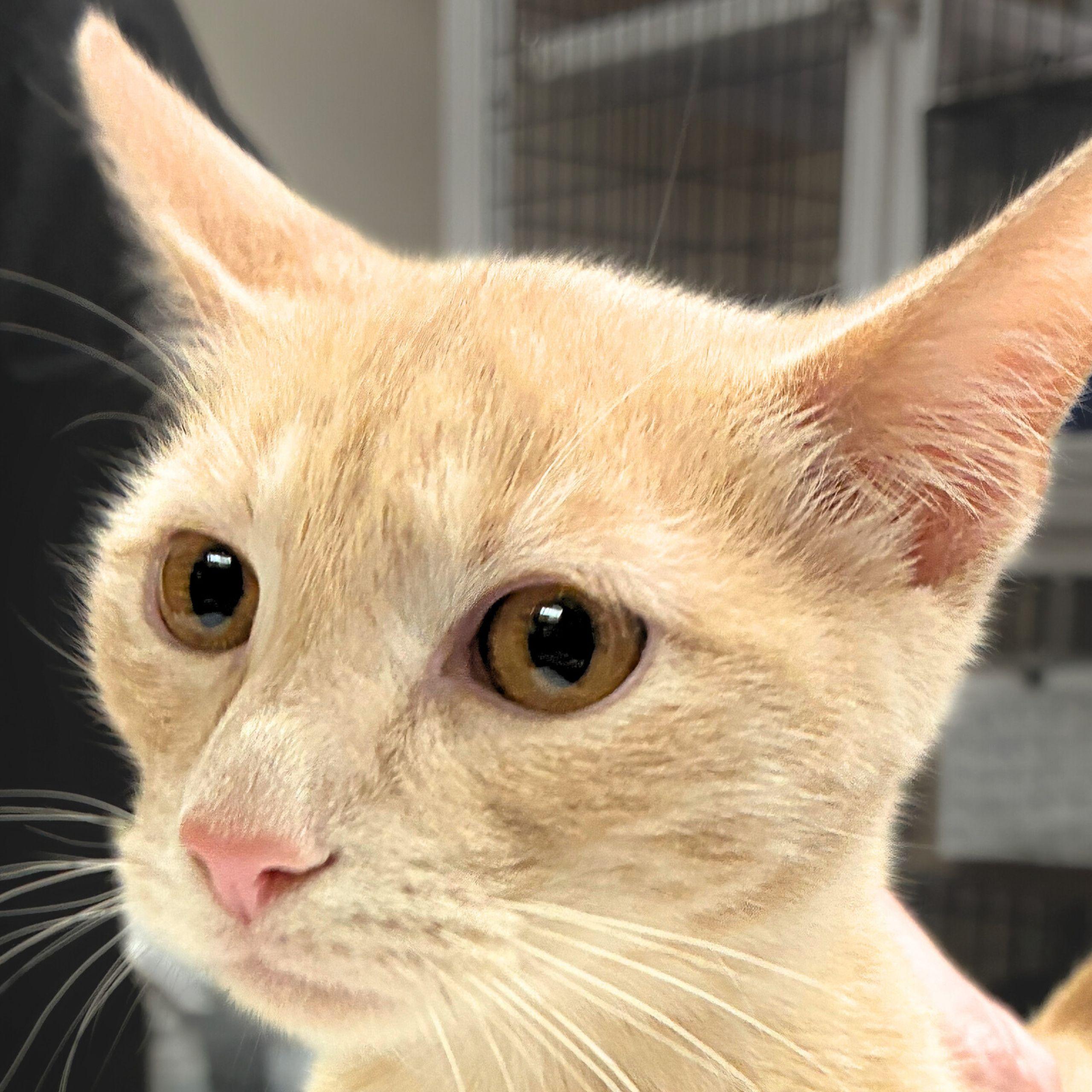 Enlarge Custard, a Adopted mixed breed in Santa Fe, NM image 3/3