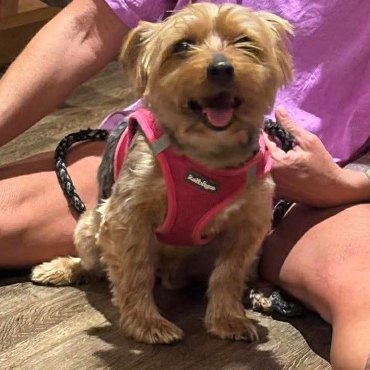 Enlarge Watson, a Adoptable Silky Terrier in Jarrettsville, MD image 1/5