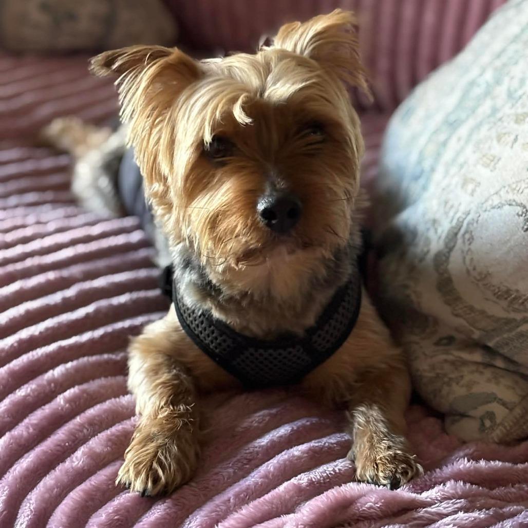 Enlarge Watson, a Adoptable Silky Terrier in Jarrettsville, MD image 2/5