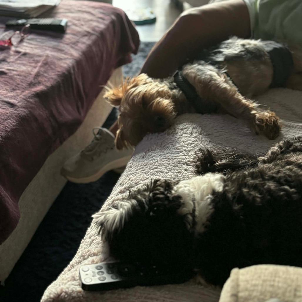 Enlarge Watson, a Adoptable Silky Terrier in Jarrettsville, MD image 3/5