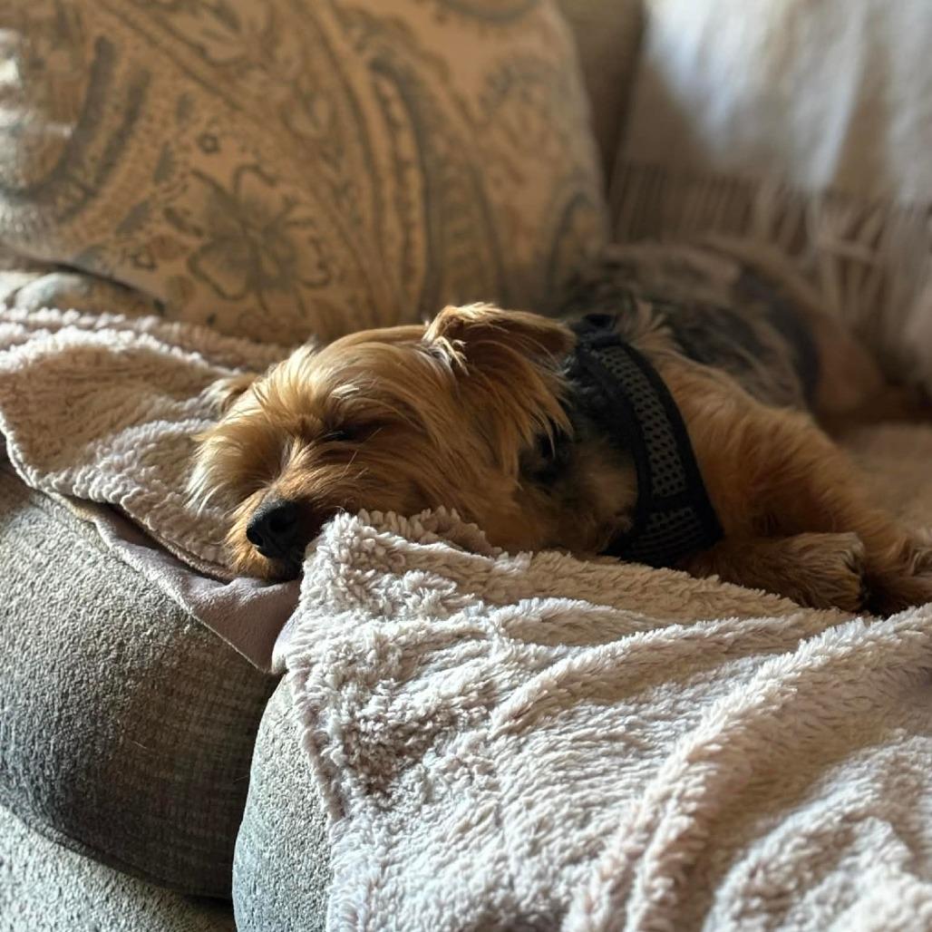 Enlarge Watson, a Adoptable Silky Terrier in Jarrettsville, MD image 4/5