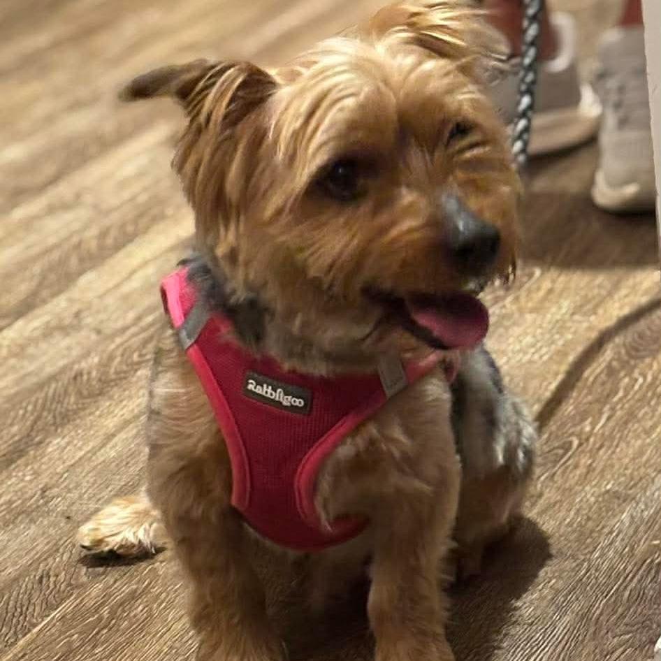 Enlarge Watson, a Adoptable Silky Terrier in Jarrettsville, MD image 5/5