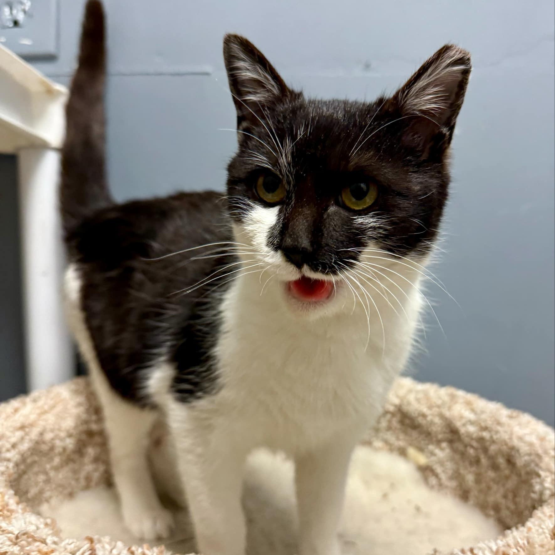 Sweet Potato, Adopted, Young Female Domestic Short Hair.