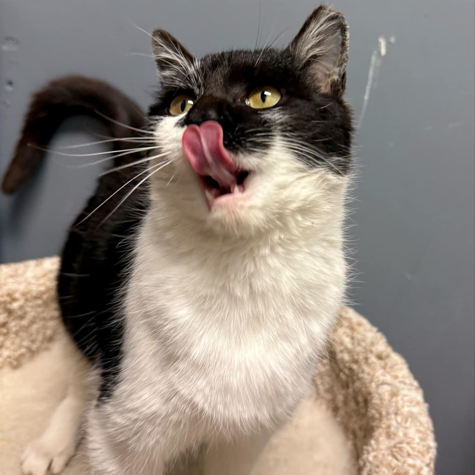 Enlarge Sweet Potato, a Adopted Domestic Short Hair in Roanoke, VA image 1/3