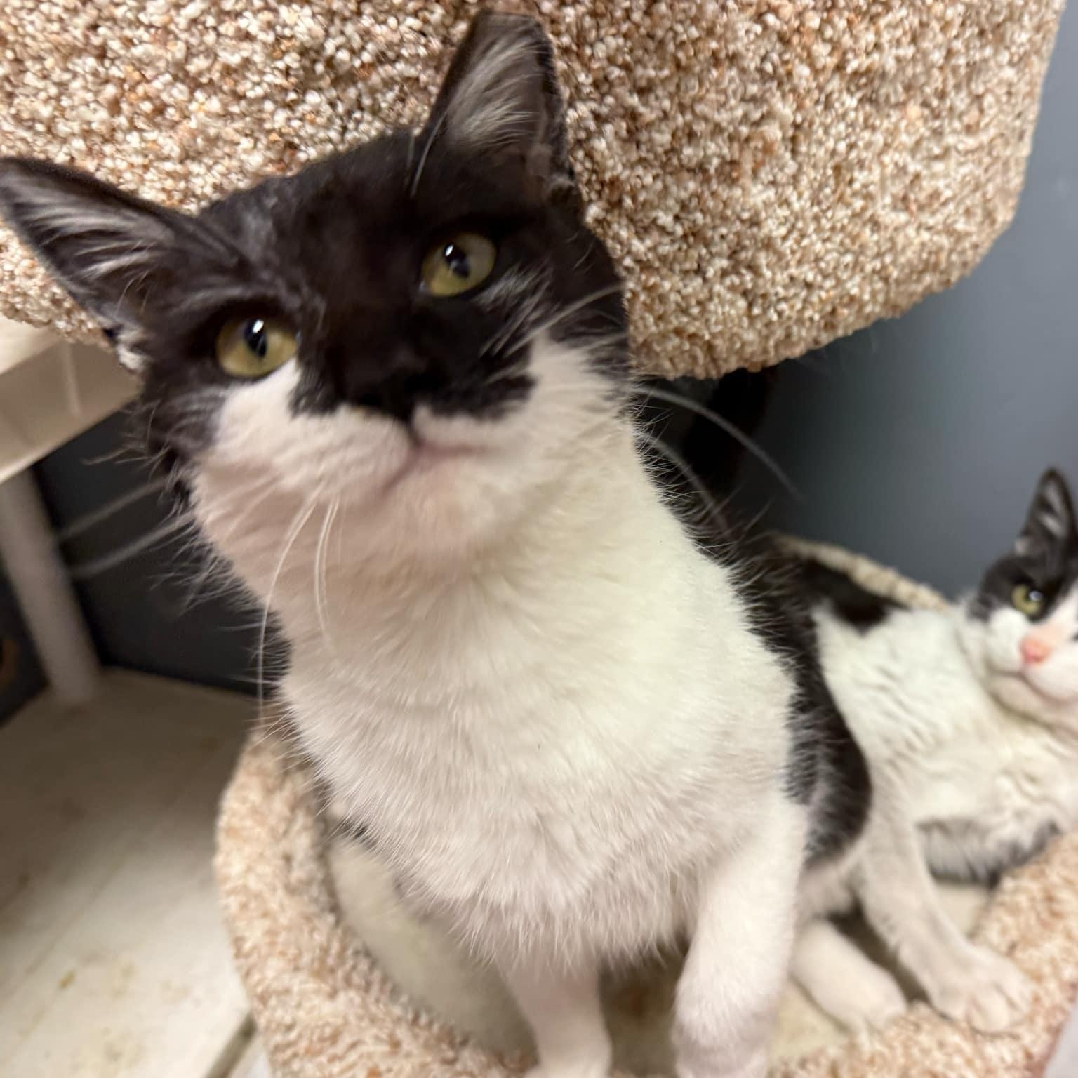 Enlarge Sweet Potato, a Adopted Domestic Short Hair in Roanoke, VA image 3/3