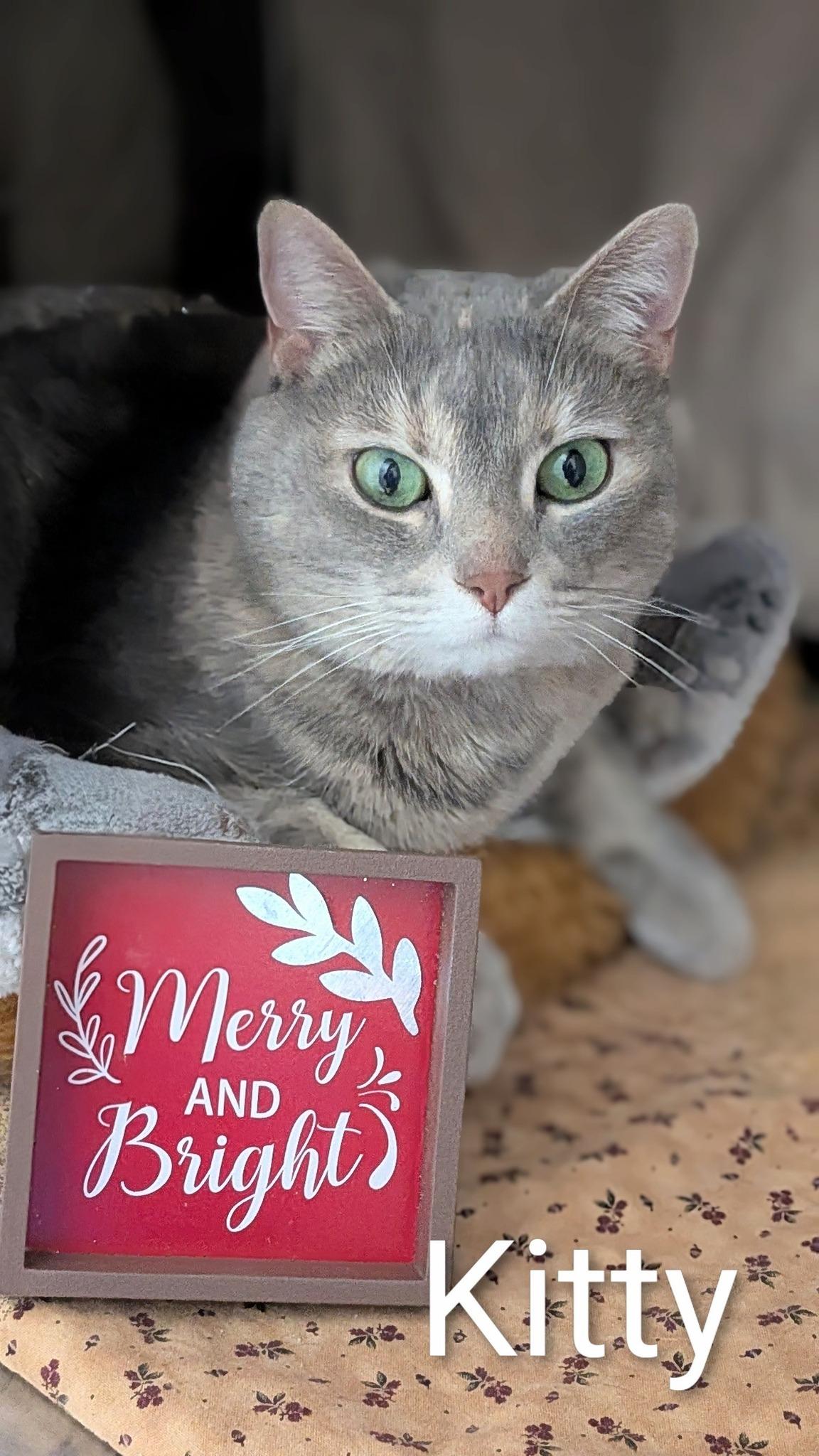 Enlarge Kitty, a ADOPTABLE Domestic Short Hair image 1/1