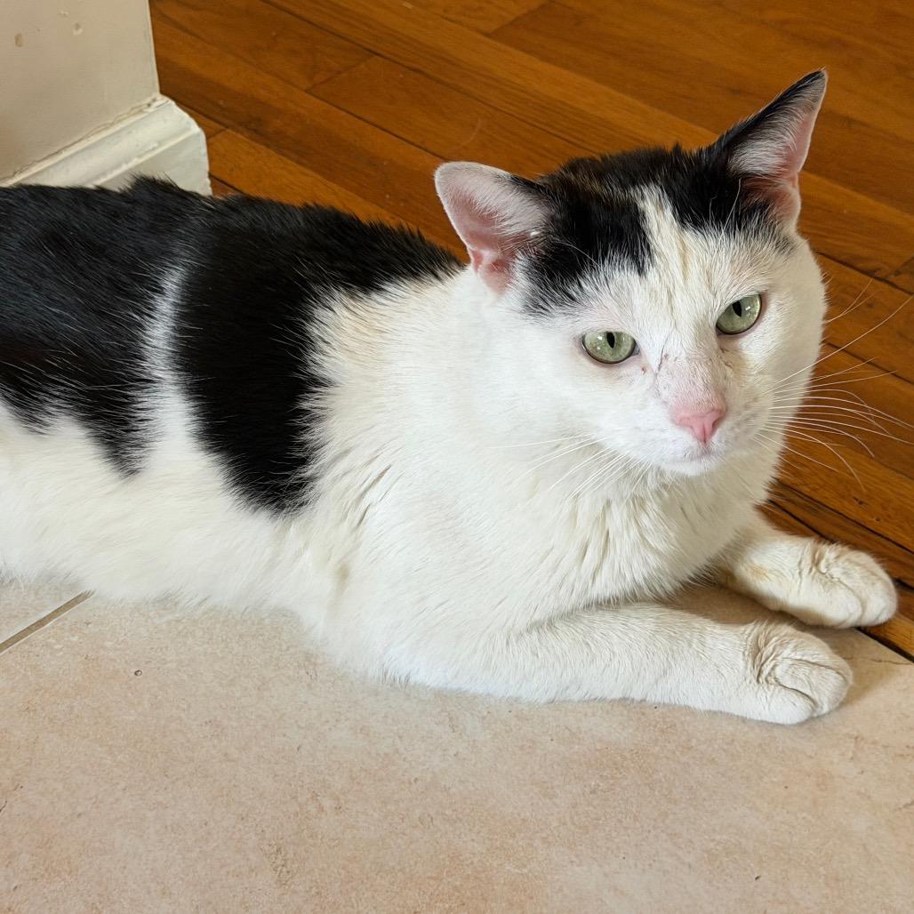 Cecil, Adoptable, Adult Male Domestic Short Hair.
