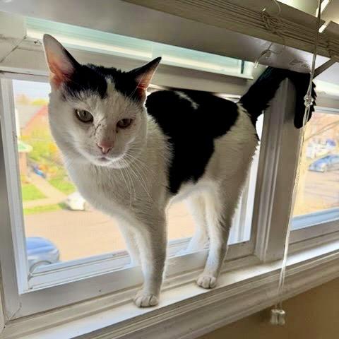 Cecil, Adoptable, Adult Male Domestic Short Hair.