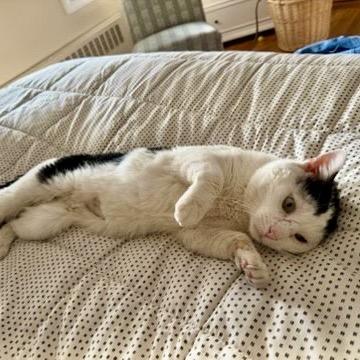 Enlarge Cecil, a Adoptable Domestic Short Hair in Bayside, NY image 2/6