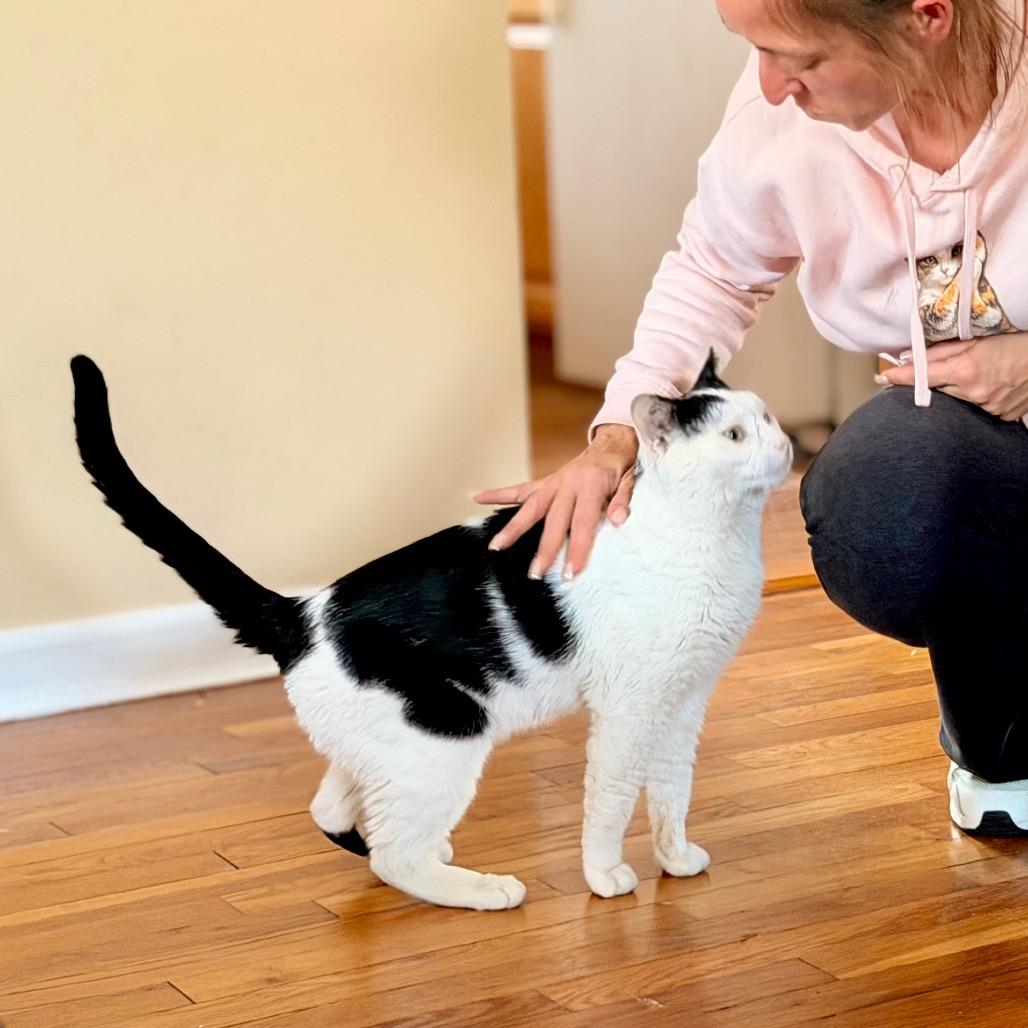 Enlarge Cecil, a Adoptable Domestic Short Hair in Bayside, NY image 3/6