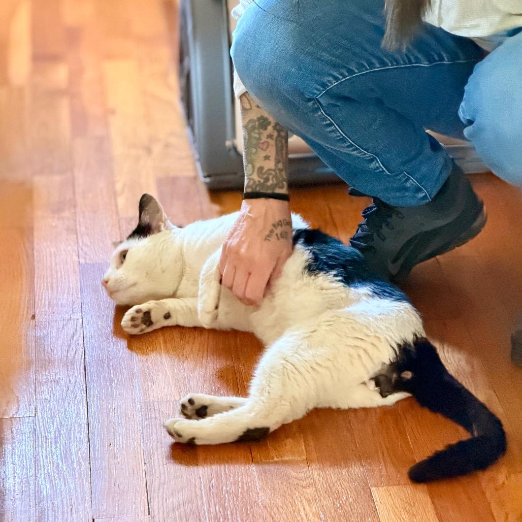 Enlarge Cecil, a Adoptable Domestic Short Hair in Bayside, NY image 4/6