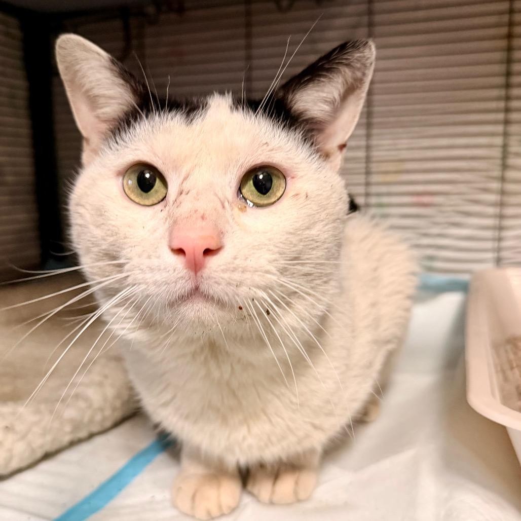 Enlarge Cecil, a Adoptable Domestic Short Hair in Bayside, NY image 5/6