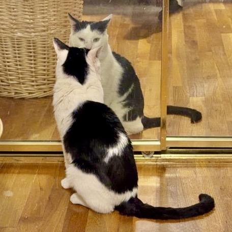 Enlarge Cecil, a Adoptable Domestic Short Hair in Bayside, NY image 6/6