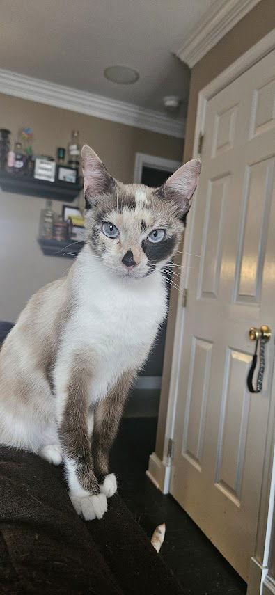 Enlarge Pam, a Adopted mixed breed in Broomall, PA image 1/3