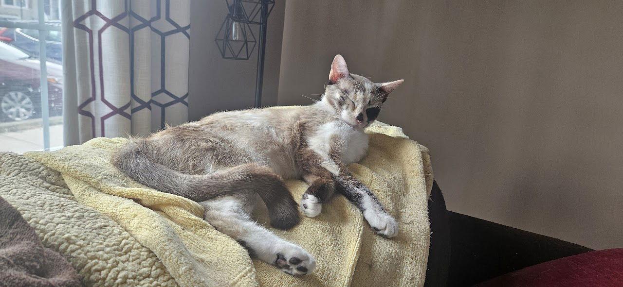 Enlarge Pam, a Adopted mixed breed in Broomall, PA image 2/3