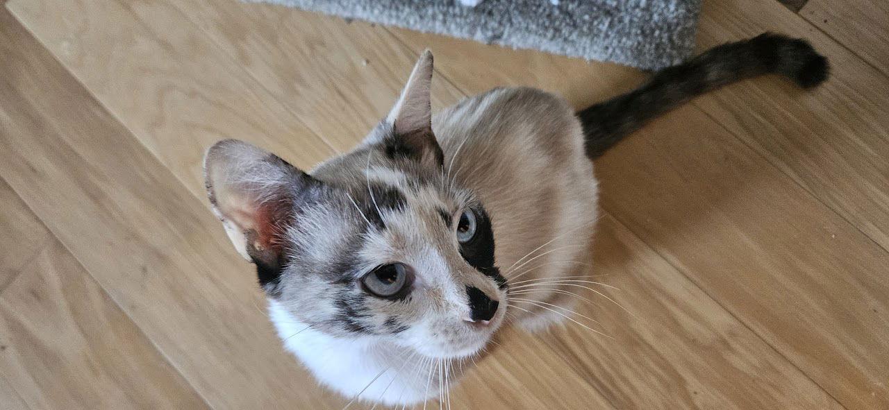 Enlarge Pam, a Adopted mixed breed in Broomall, PA image 3/3