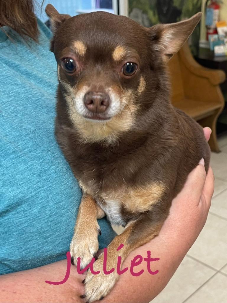 Juliet, Adoptable, Senior Female Chihuahua.