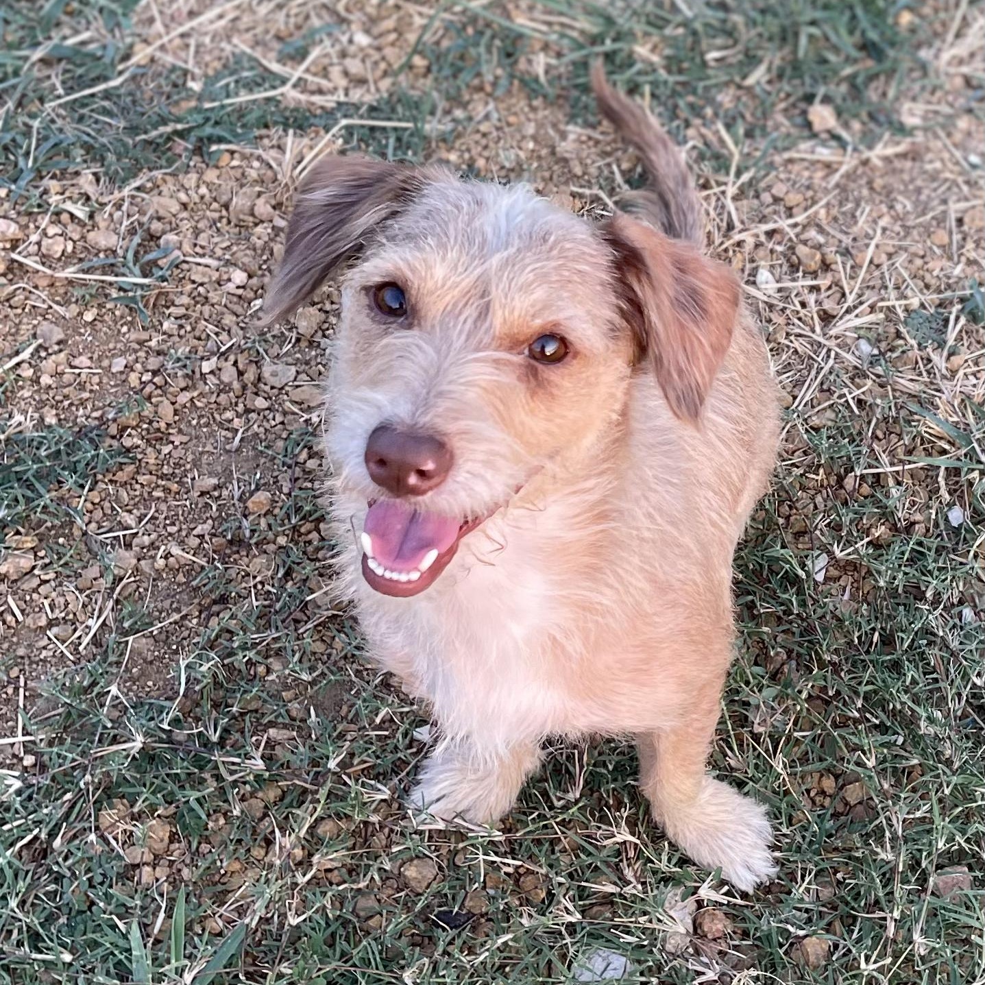 Enlarge Sonny, an adopted mixed breed in Lexington , KY image 2/6