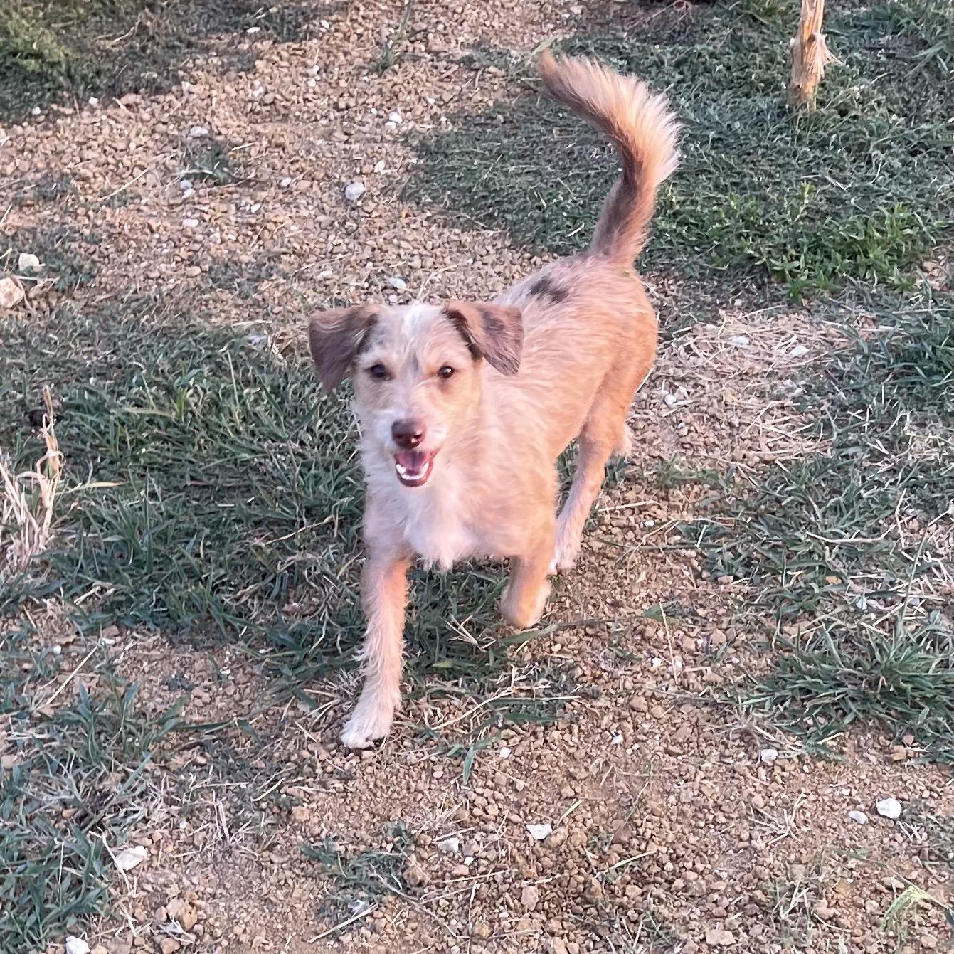 Enlarge Sonny, an adopted mixed breed in Lexington , KY image 3/6