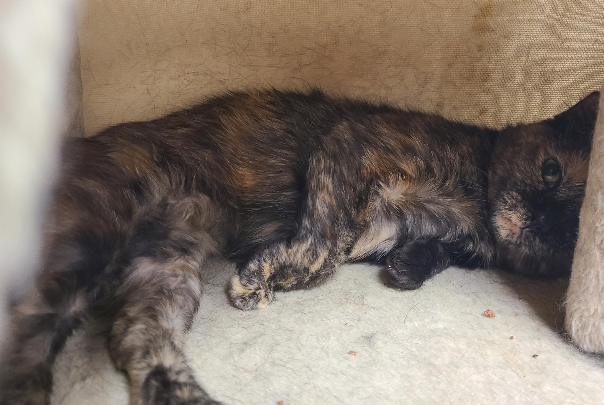 Enlarge Tiny, a Adoptable Tortoiseshell in Crystal Lake, IL image 2/3