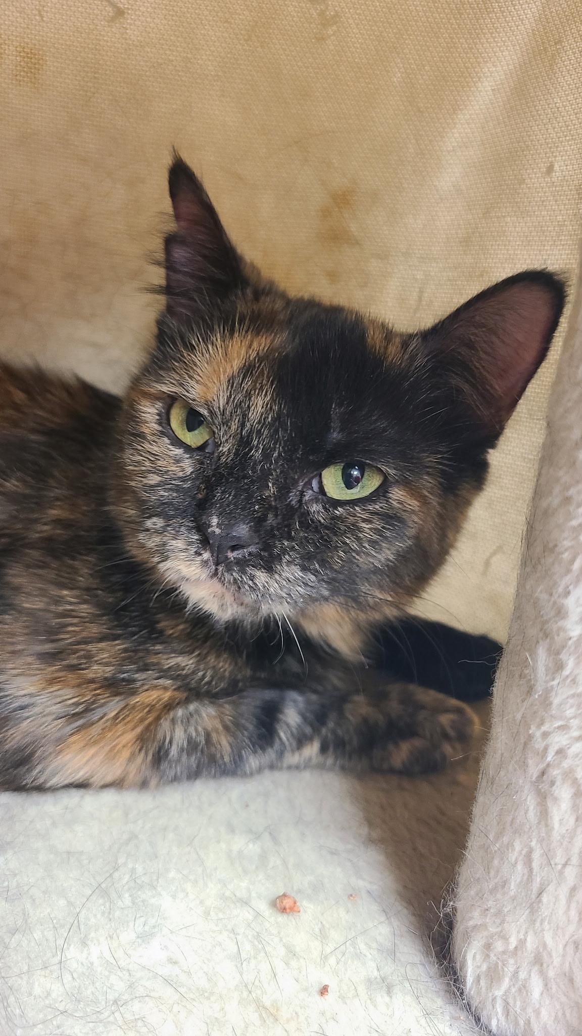 Enlarge Tiny, a Adoptable Tortoiseshell in Crystal Lake, IL image 1/3