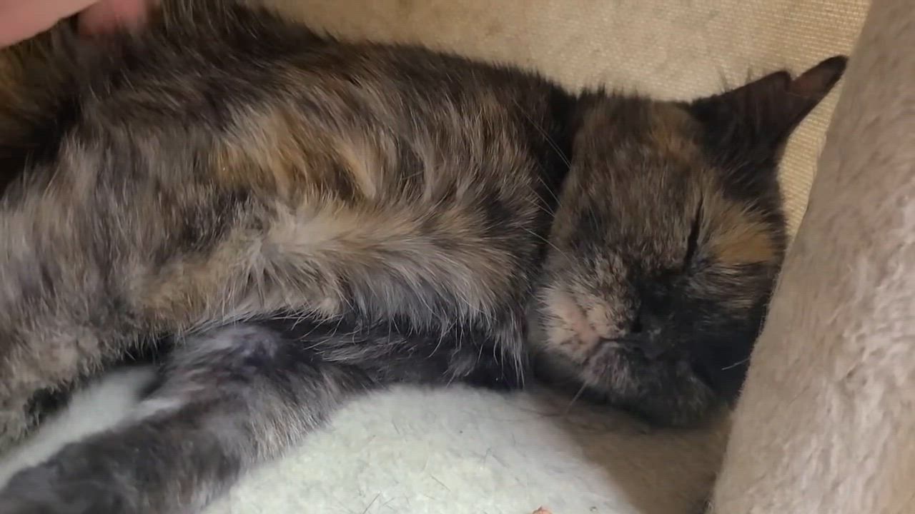 Enlarge Tiny, a Adoptable Tortoiseshell in Crystal Lake, IL video 3/3