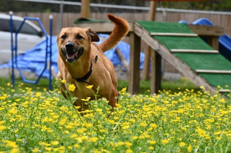Dog for adoption - Sheldon Cooper, a Black Mouth Cur & Greyhound Mix in ...