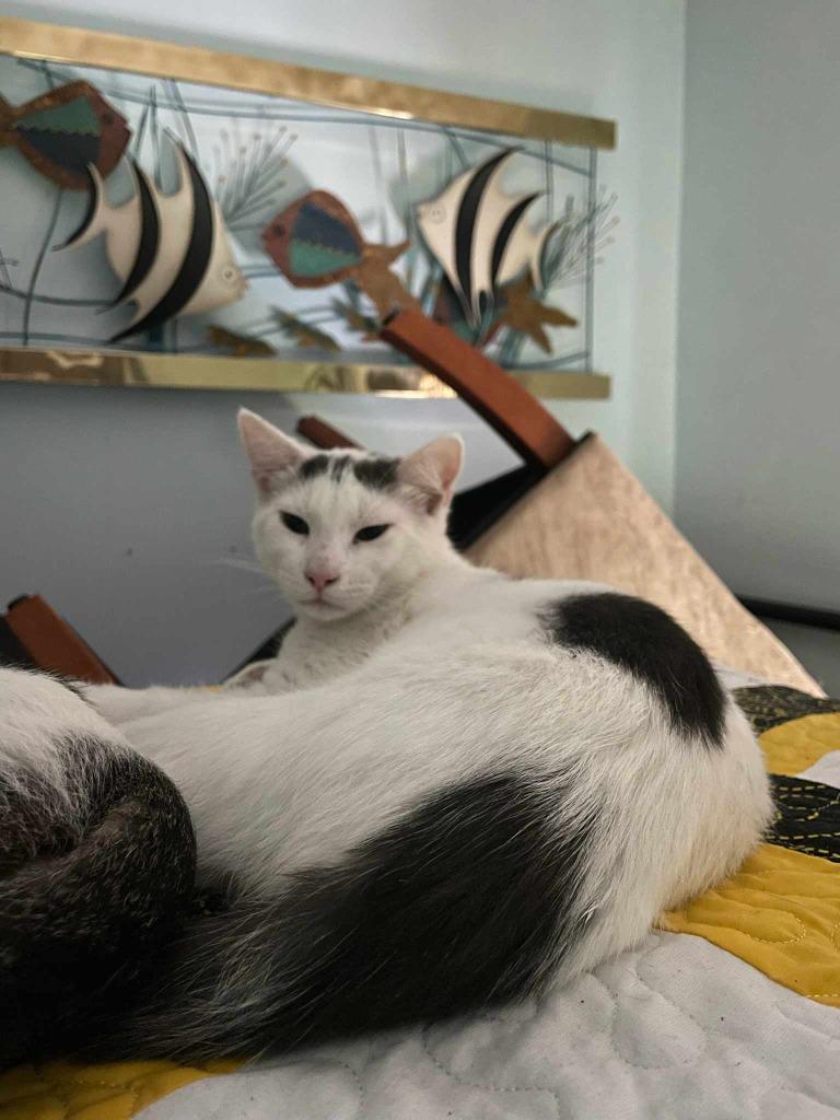 Enlarge Ross, a Adoptable American Shorthair in Hagaman, NY image 2/5