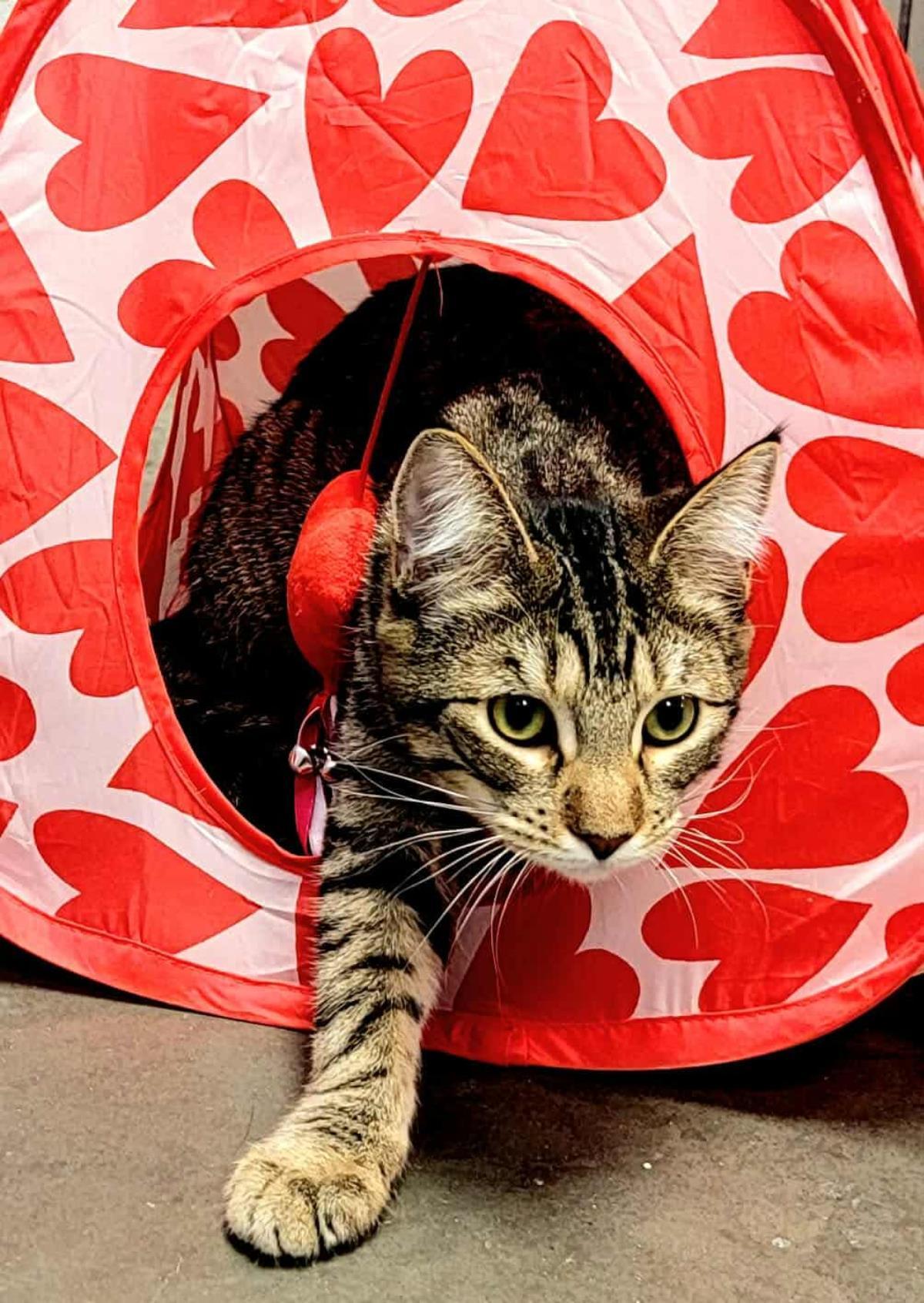 Priscilla Presley, Adoptable, Kitten Female Domestic Short Hair & Tabby.