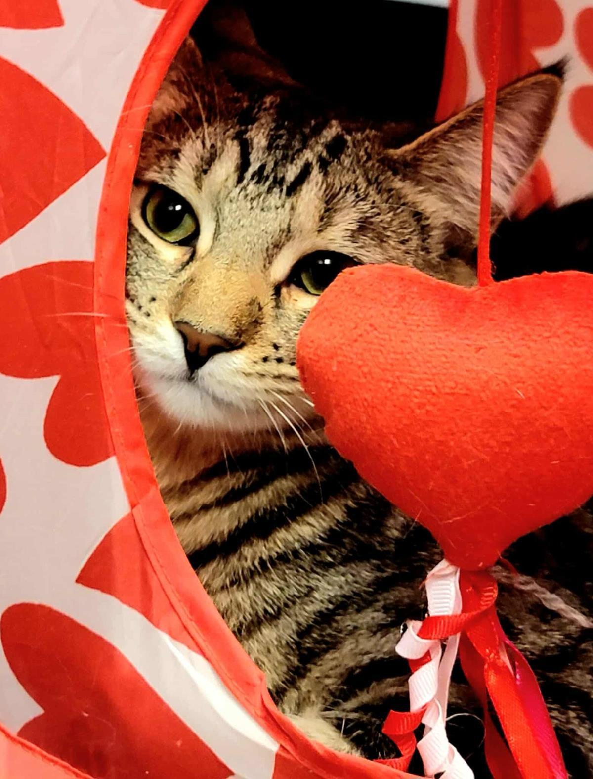 Priscilla Presley, a Adoptable mixed breed in Chandler, AZ image 2/3