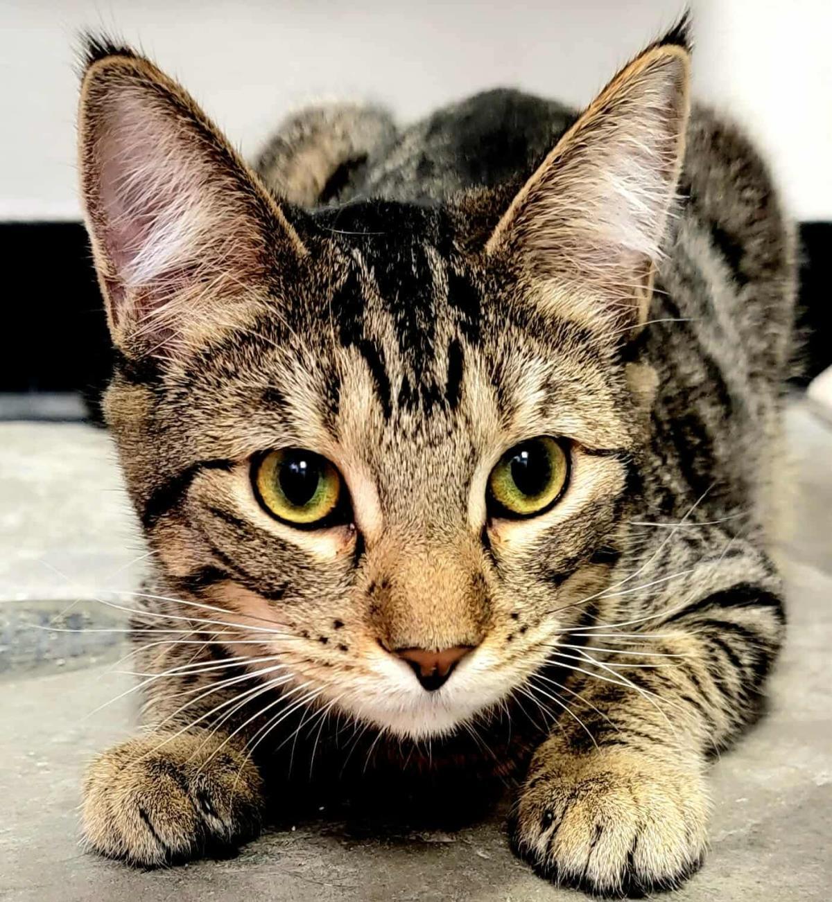 Priscilla Presley, a Adoptable mixed breed in Chandler, AZ image 3/3