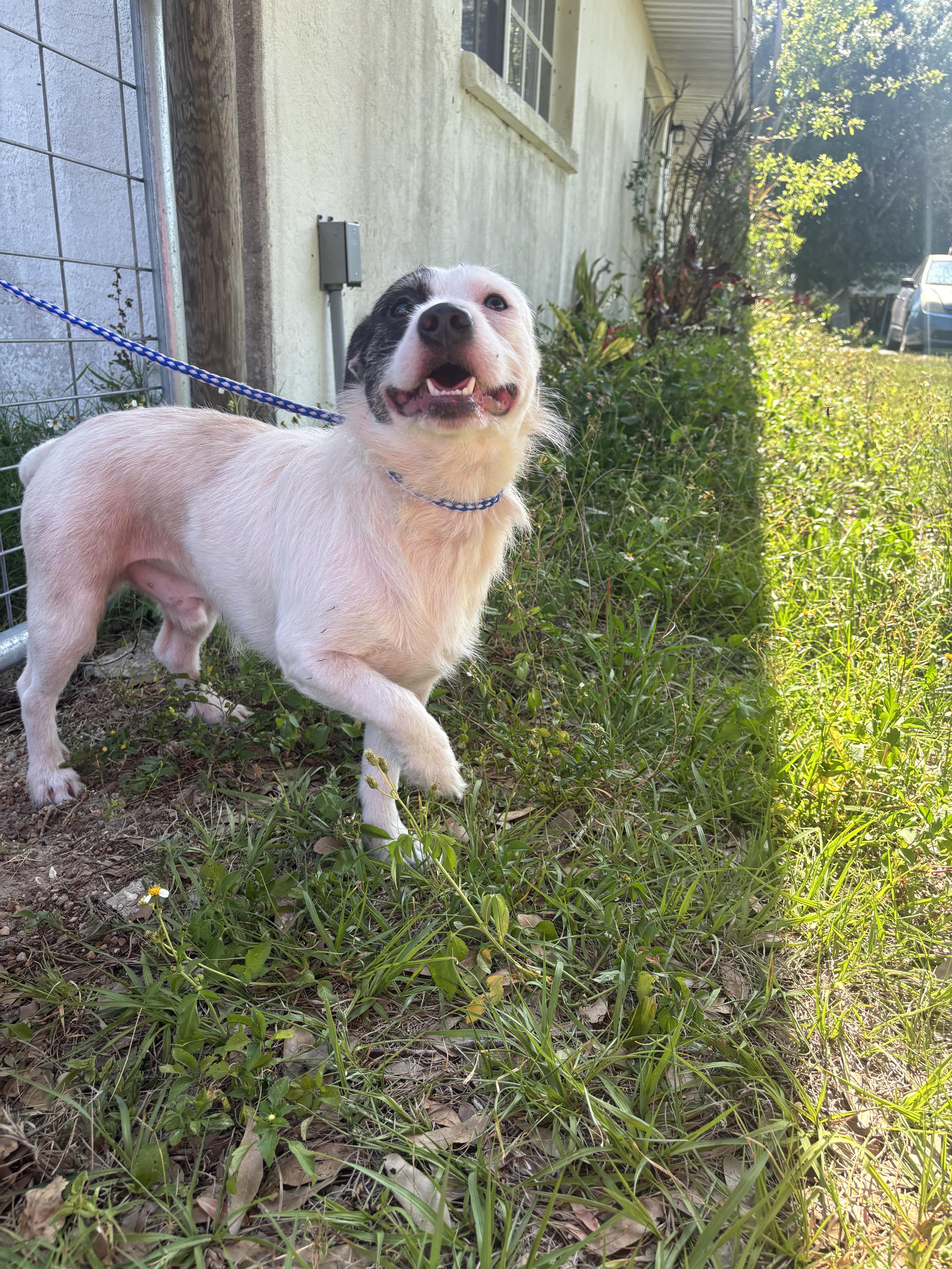 Enlarge Gator, a ADOPTABLE mixed breed in Arcadia, FL image 3/5