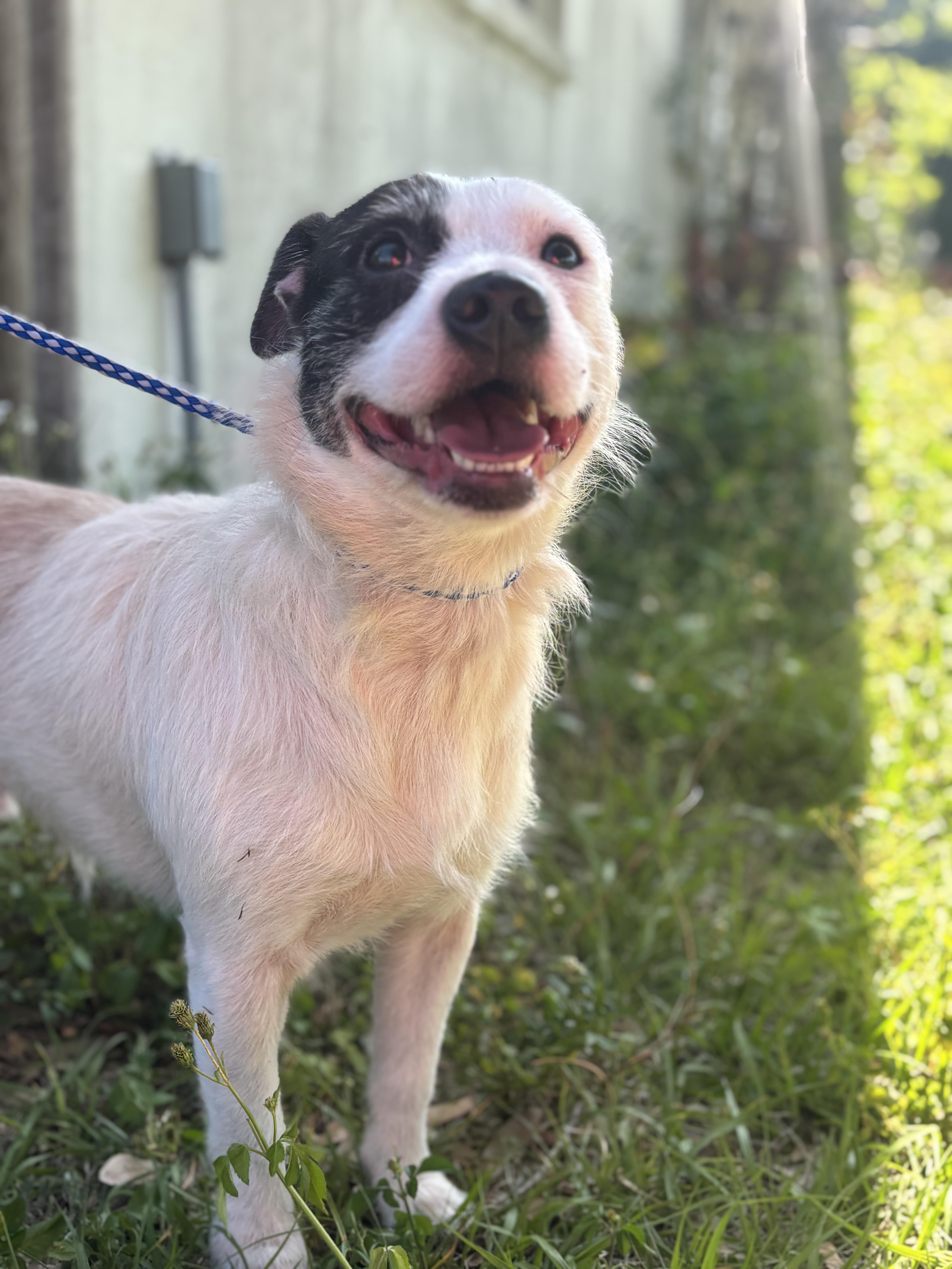 Enlarge Gator, a ADOPTABLE mixed breed in Arcadia, FL image 5/5