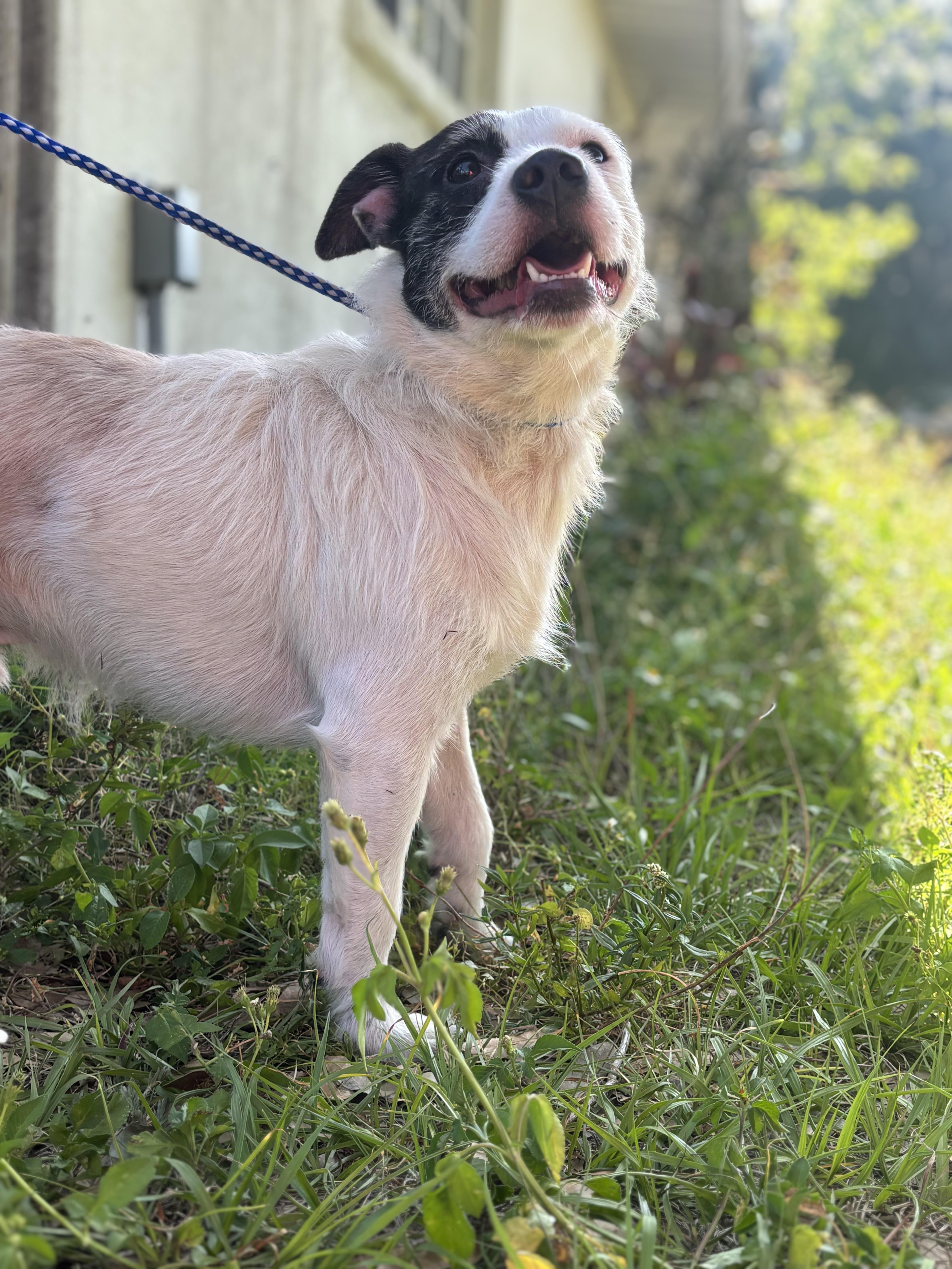 Enlarge Gator, a ADOPTABLE mixed breed in Arcadia, FL image 2/5
