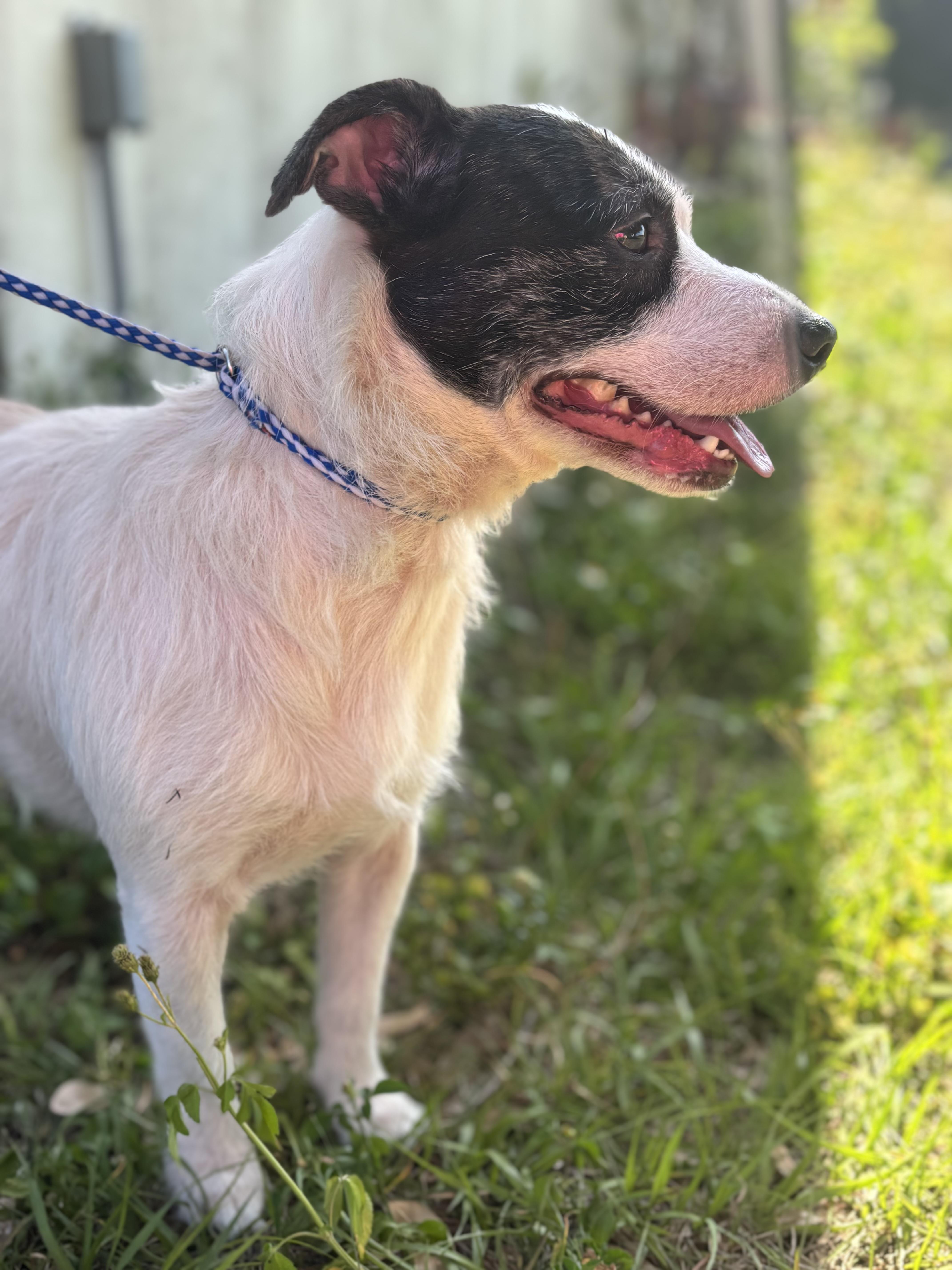 Enlarge Gator, a ADOPTABLE mixed breed in Arcadia, FL image 4/5
