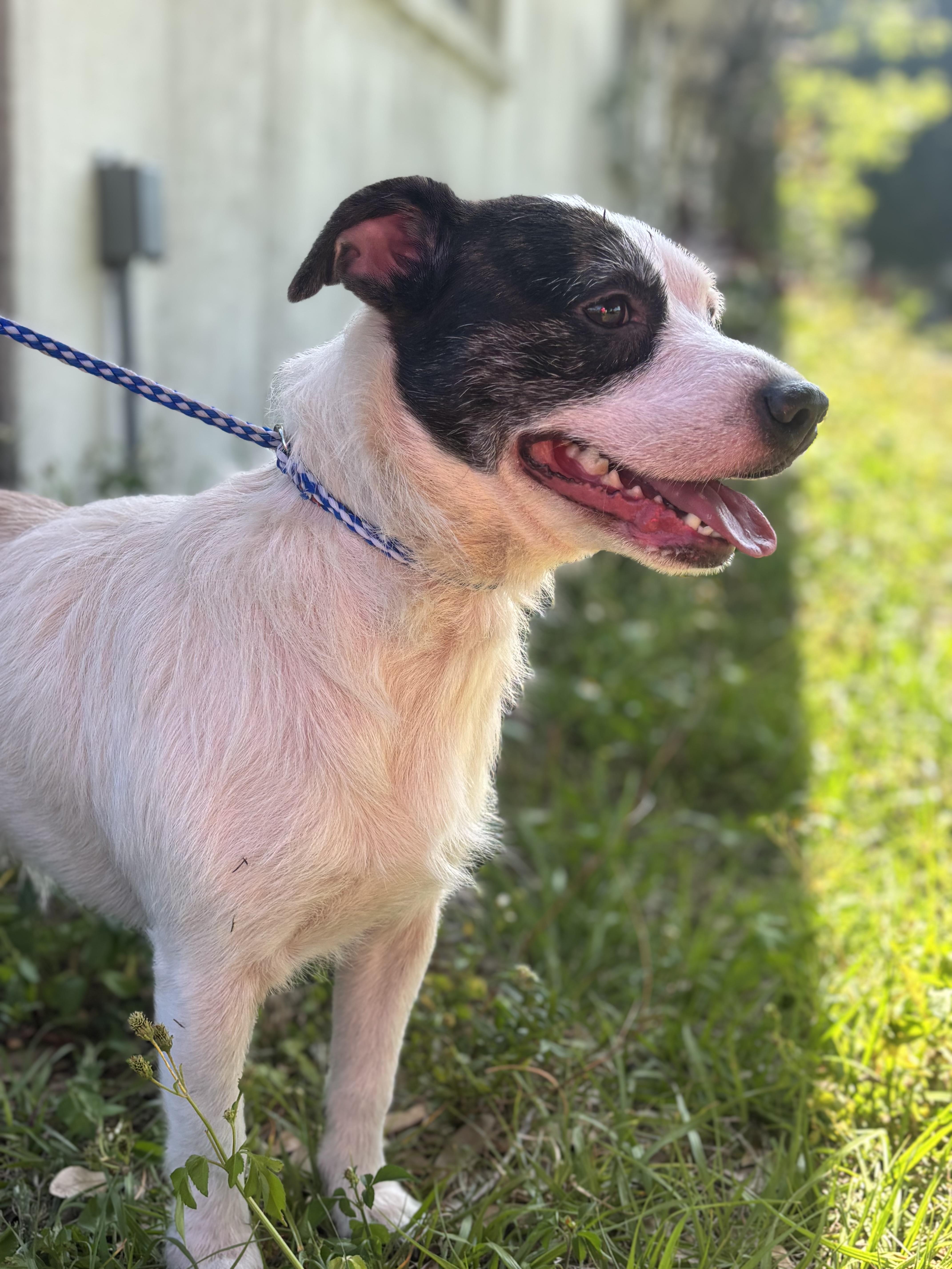Enlarge Gator, a ADOPTABLE mixed breed in Arcadia, FL image 1/5