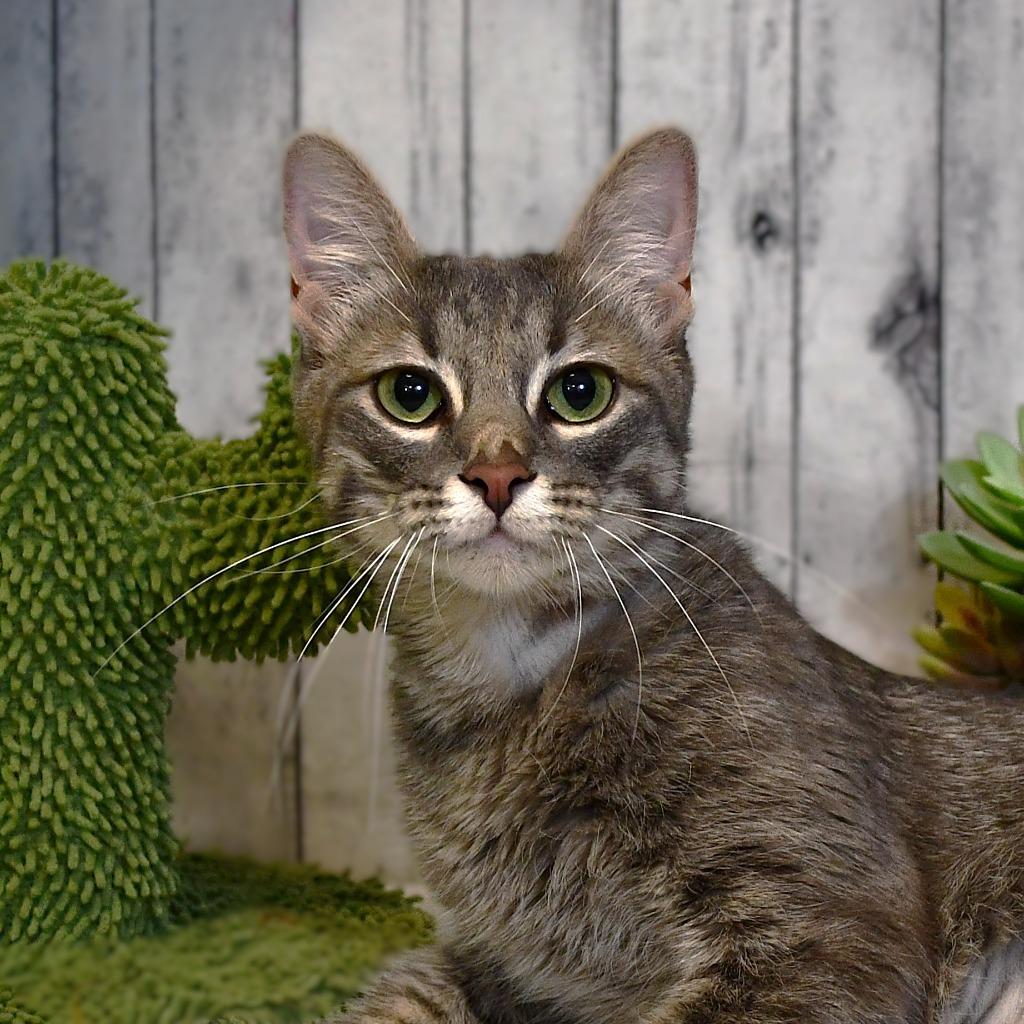 Enlarge Sage, a Adoptable mixed breed in Roanoke, TX image 1/3