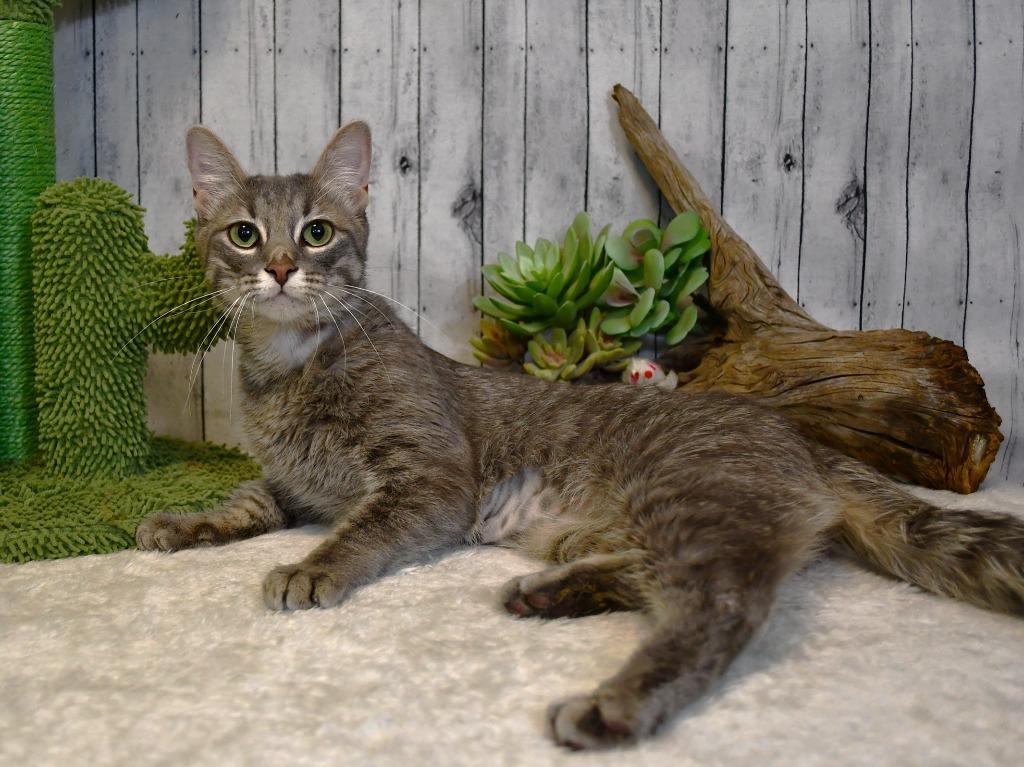 Enlarge Sage, a Adoptable mixed breed in Roanoke, TX image 2/3