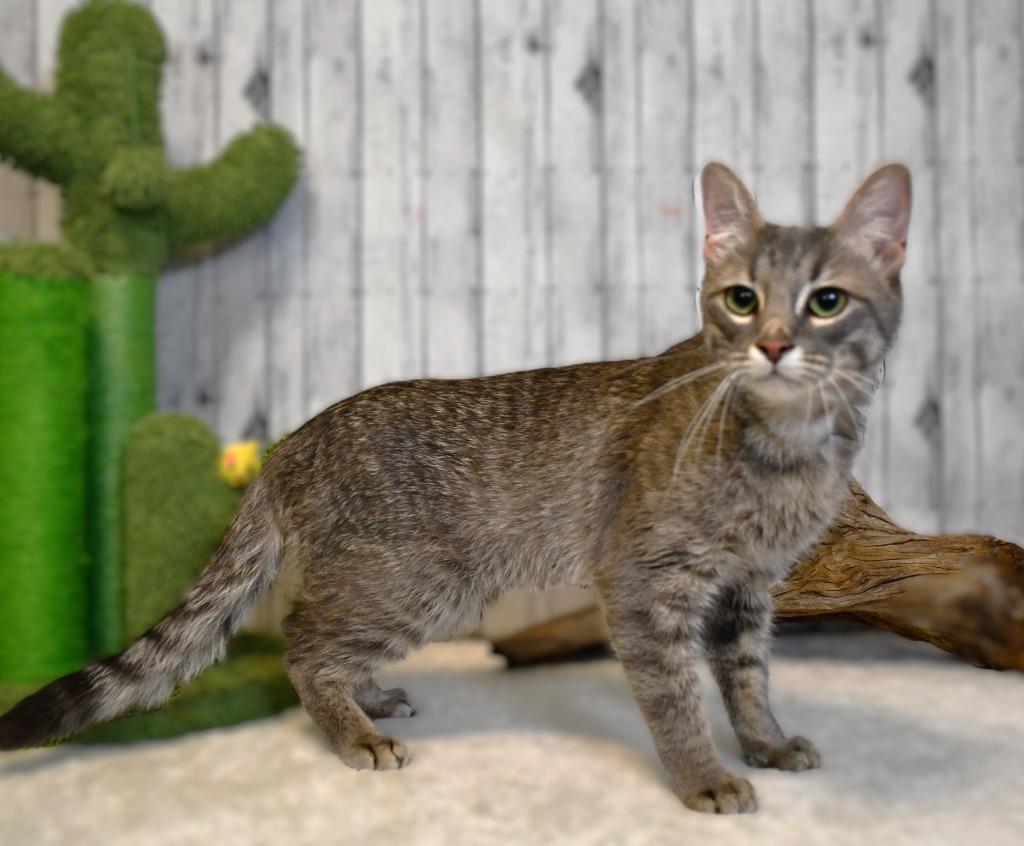 Enlarge Sage, a Adoptable mixed breed in Roanoke, TX image 3/3