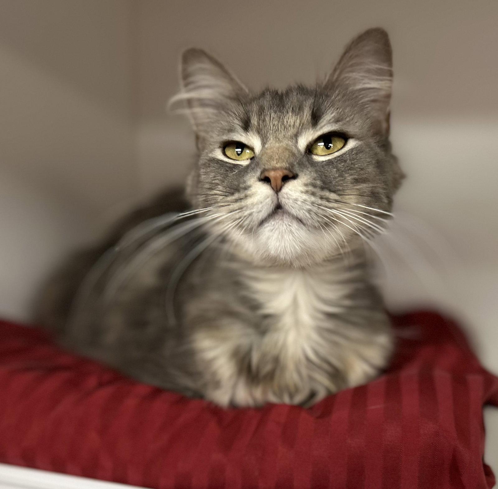 Enlarge Cadence, a Adoptable Domestic Medium Hair in Whitehall, PA image 1/2