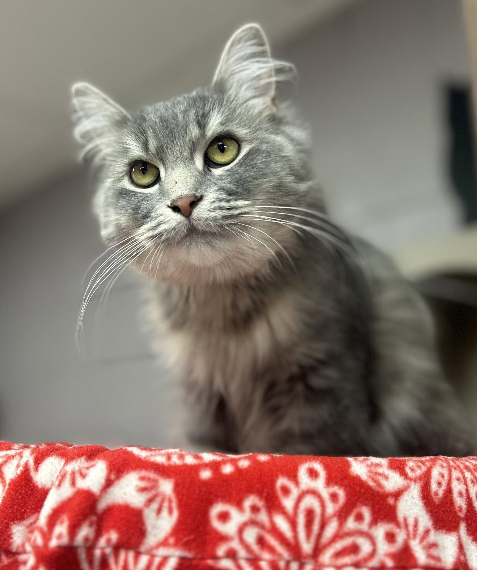 Enlarge Cadence, a Adoptable Domestic Medium Hair in Whitehall, PA image 2/2