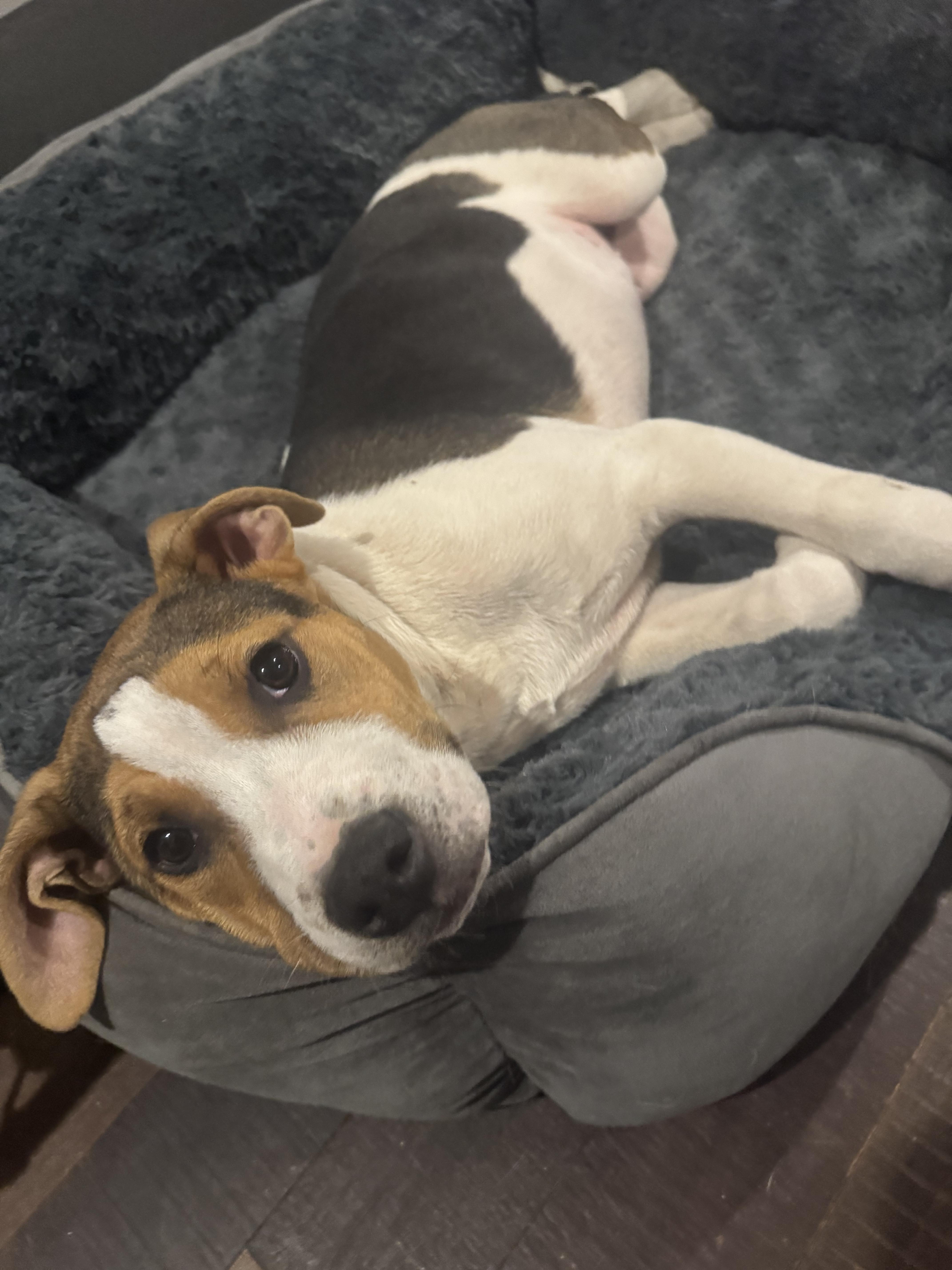 Enlarge Hercules , a ADOPTABLE mixed breed in Newfoundland, NJ image 5/5