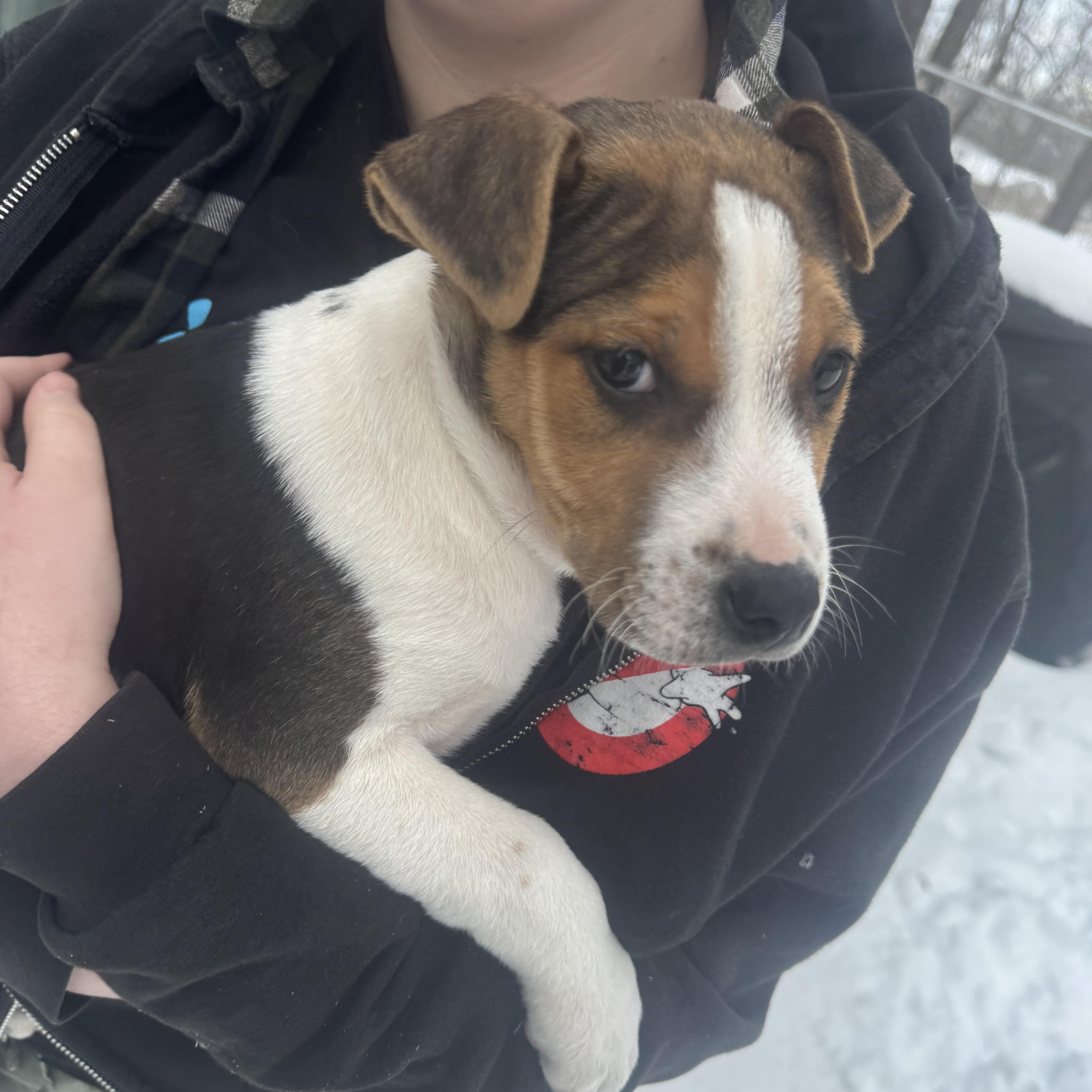 Hercules , ADOPTABLE, Puppy Male Pit Bull Terrier & Beagle.