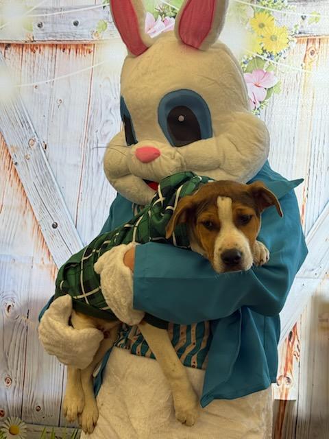 Enlarge Hercules , a ADOPTABLE mixed breed in Newfoundland, NJ image 1/5