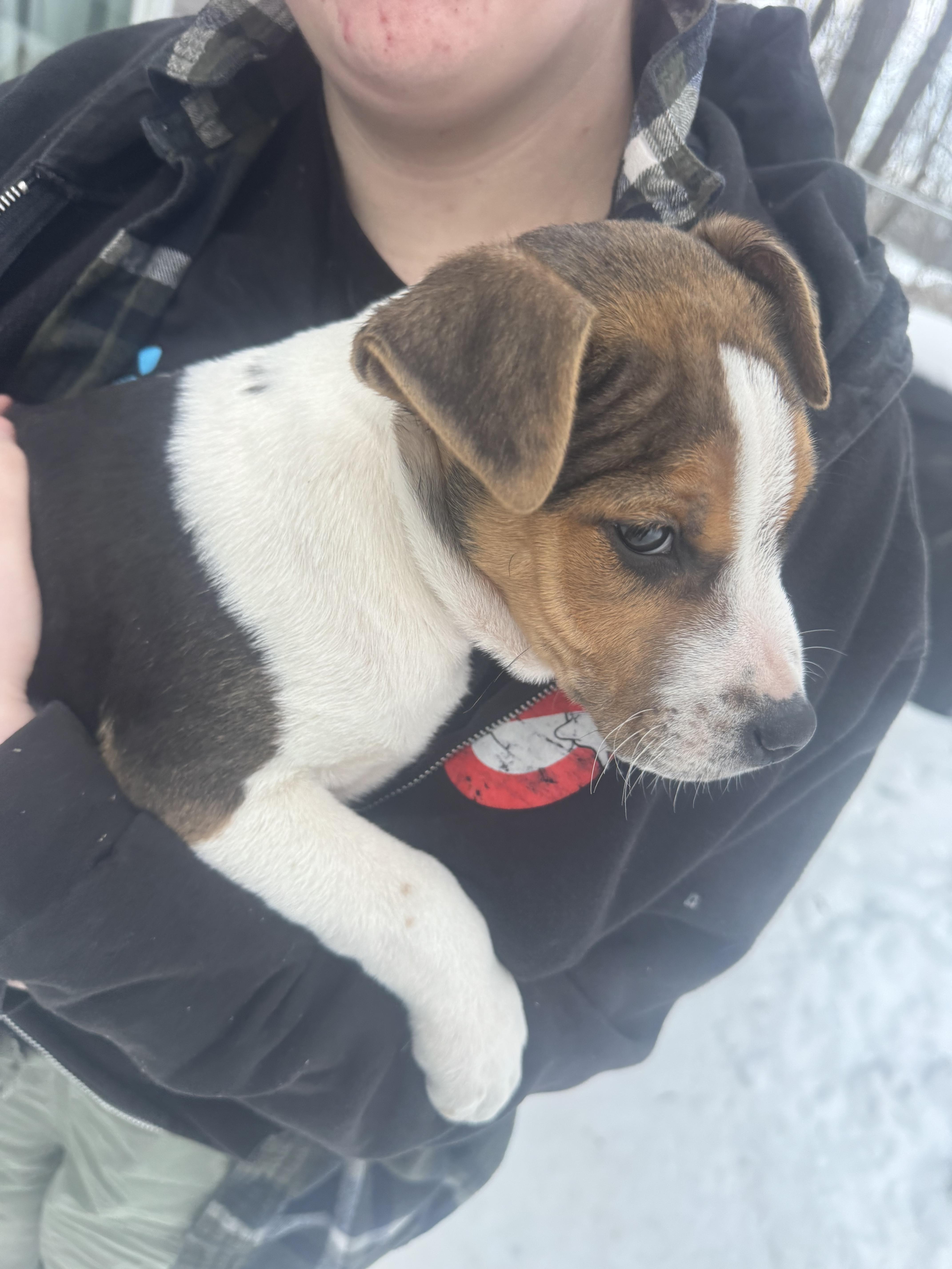 Enlarge Hercules , a ADOPTABLE mixed breed in Newfoundland, NJ image 5/5