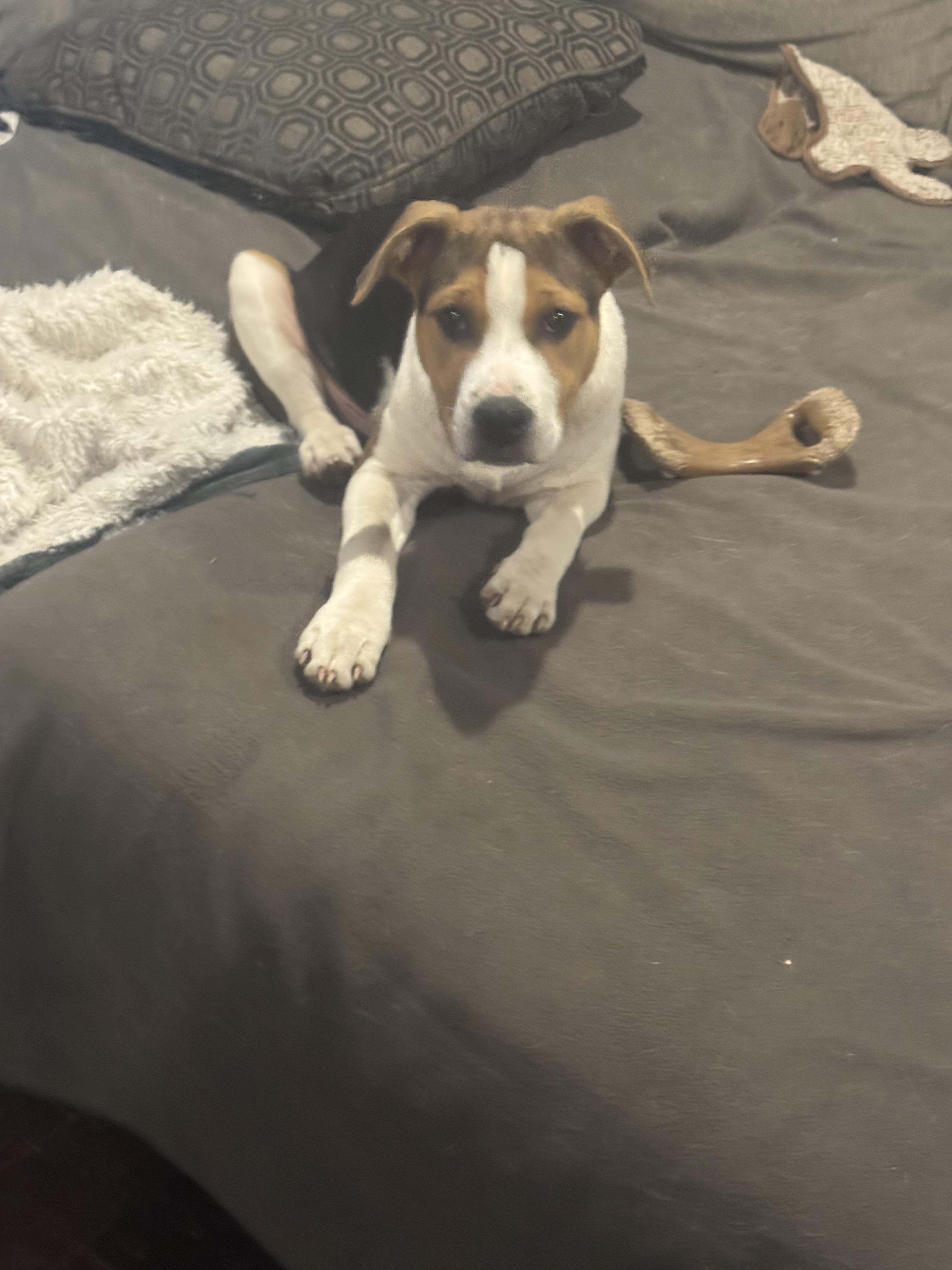 Enlarge Hercules , a ADOPTABLE mixed breed in Newfoundland, NJ image 4/5