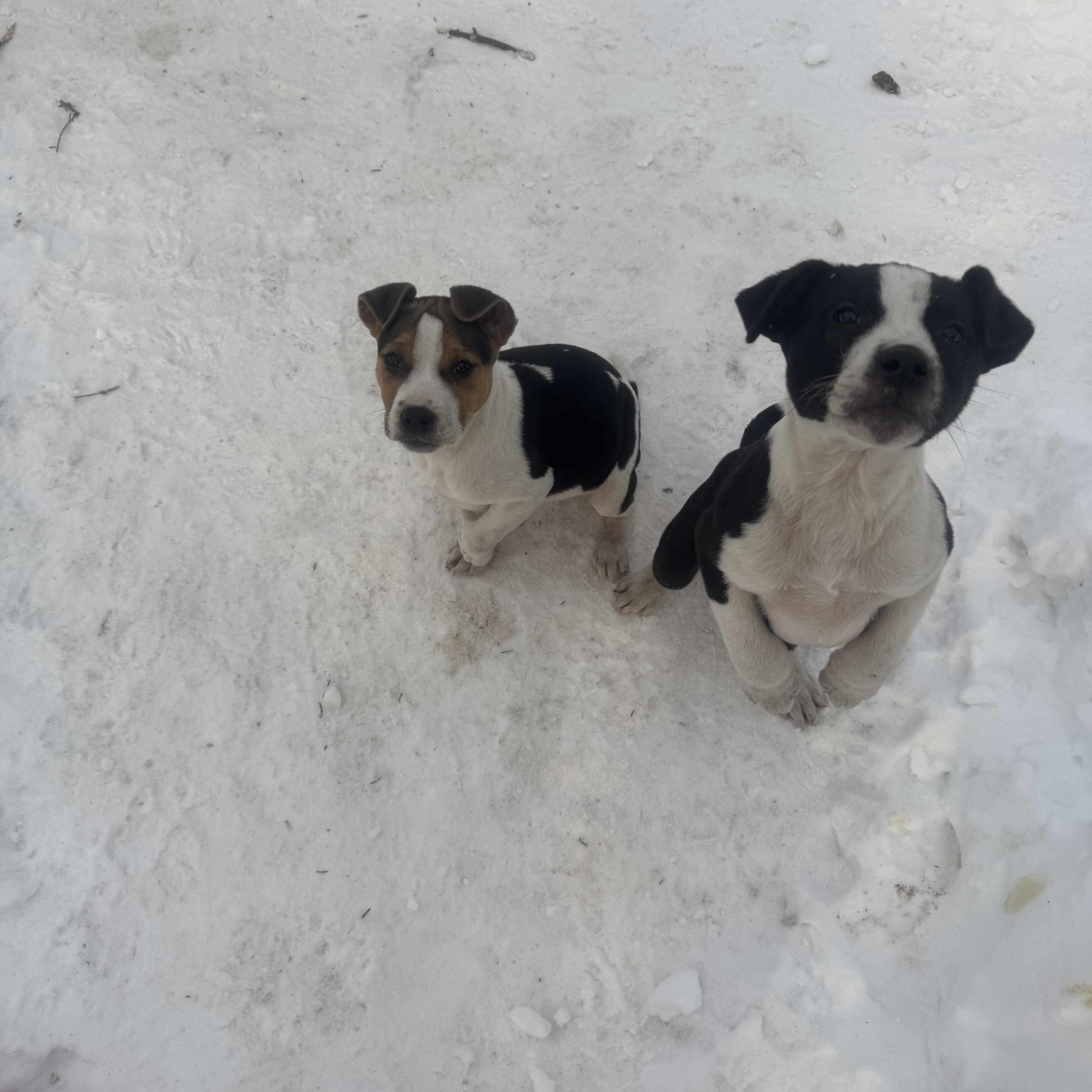 Enlarge Hercules , a ADOPTABLE mixed breed in Newfoundland, NJ image 3/5